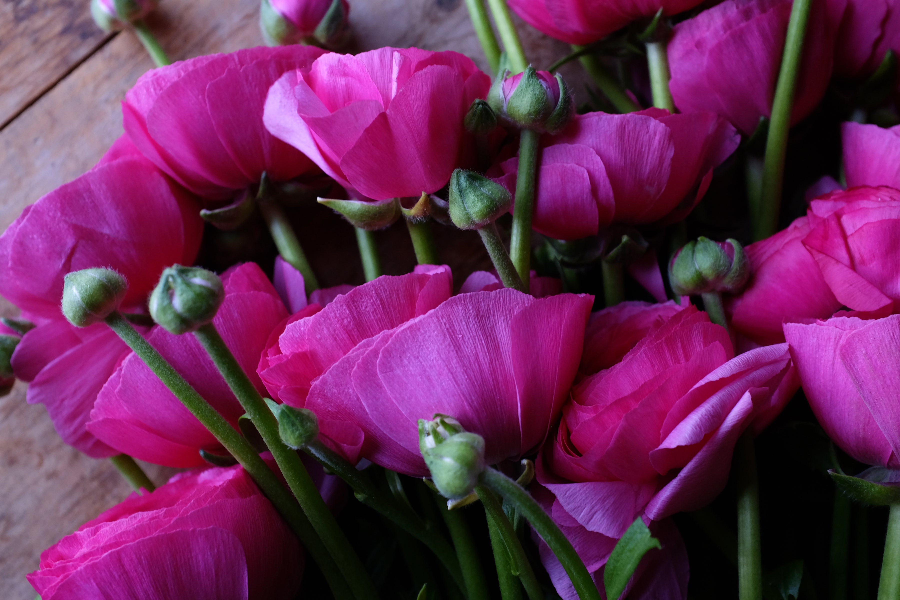 Italian Ranunculus Hot Pink Corms