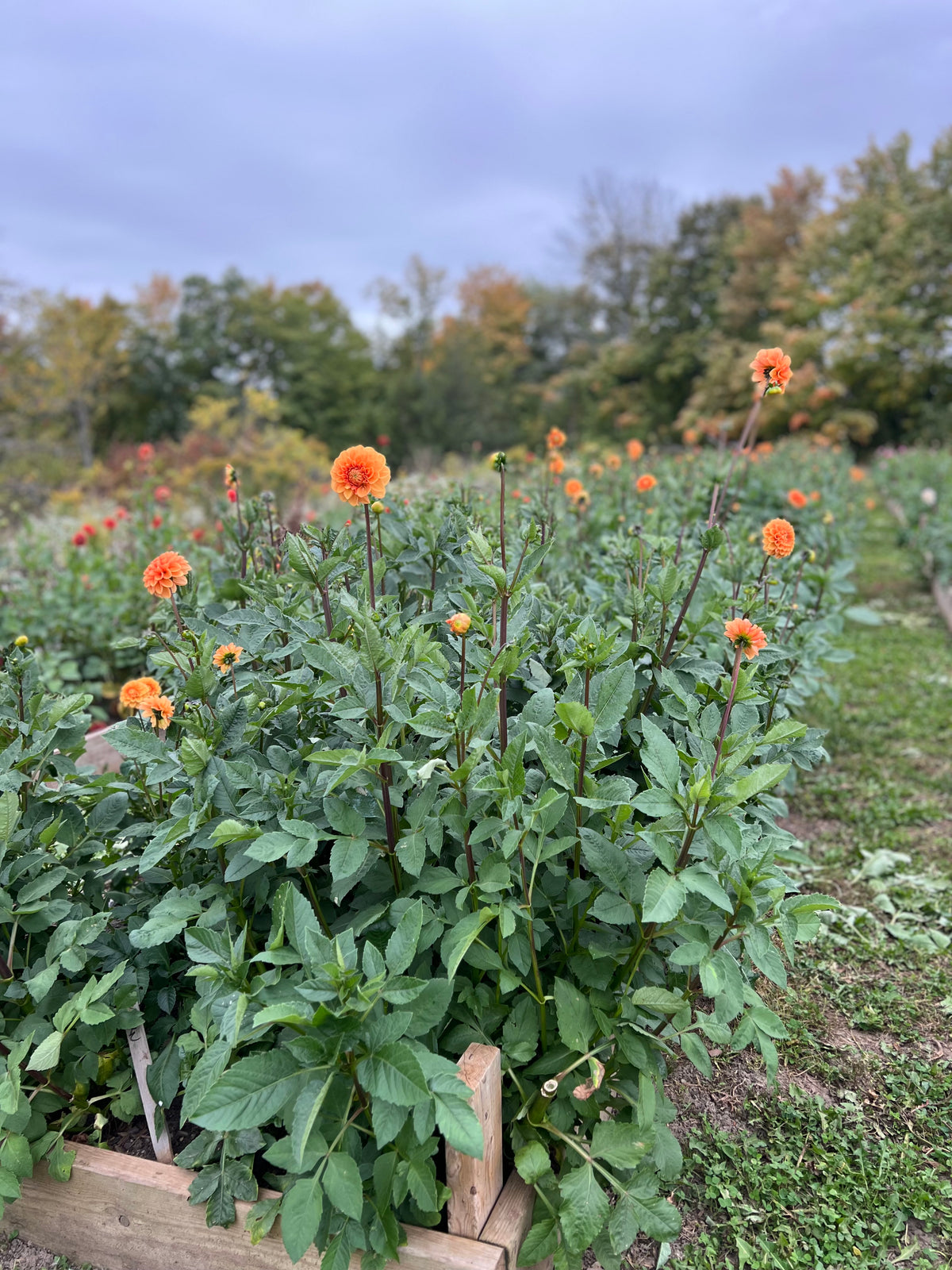 Maarn Dahlia Tuber - *Product NOT sold out* SALES START SUNDAY MARCH 1ST AT 4PM