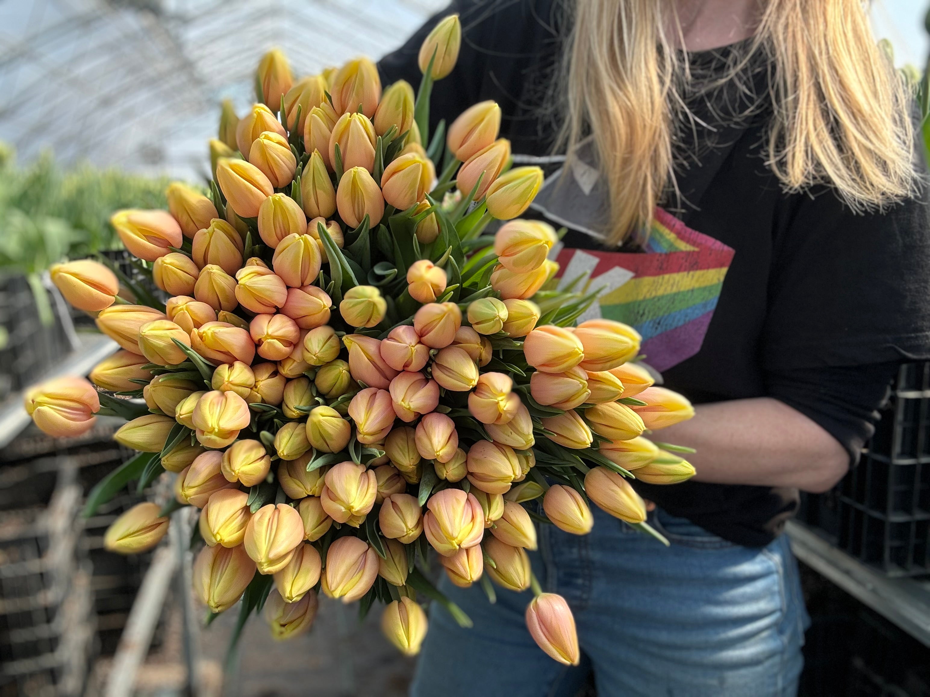 Mango Charm Tulip Bulbs - COMING SEPTEMBER 7TH AT 5PM