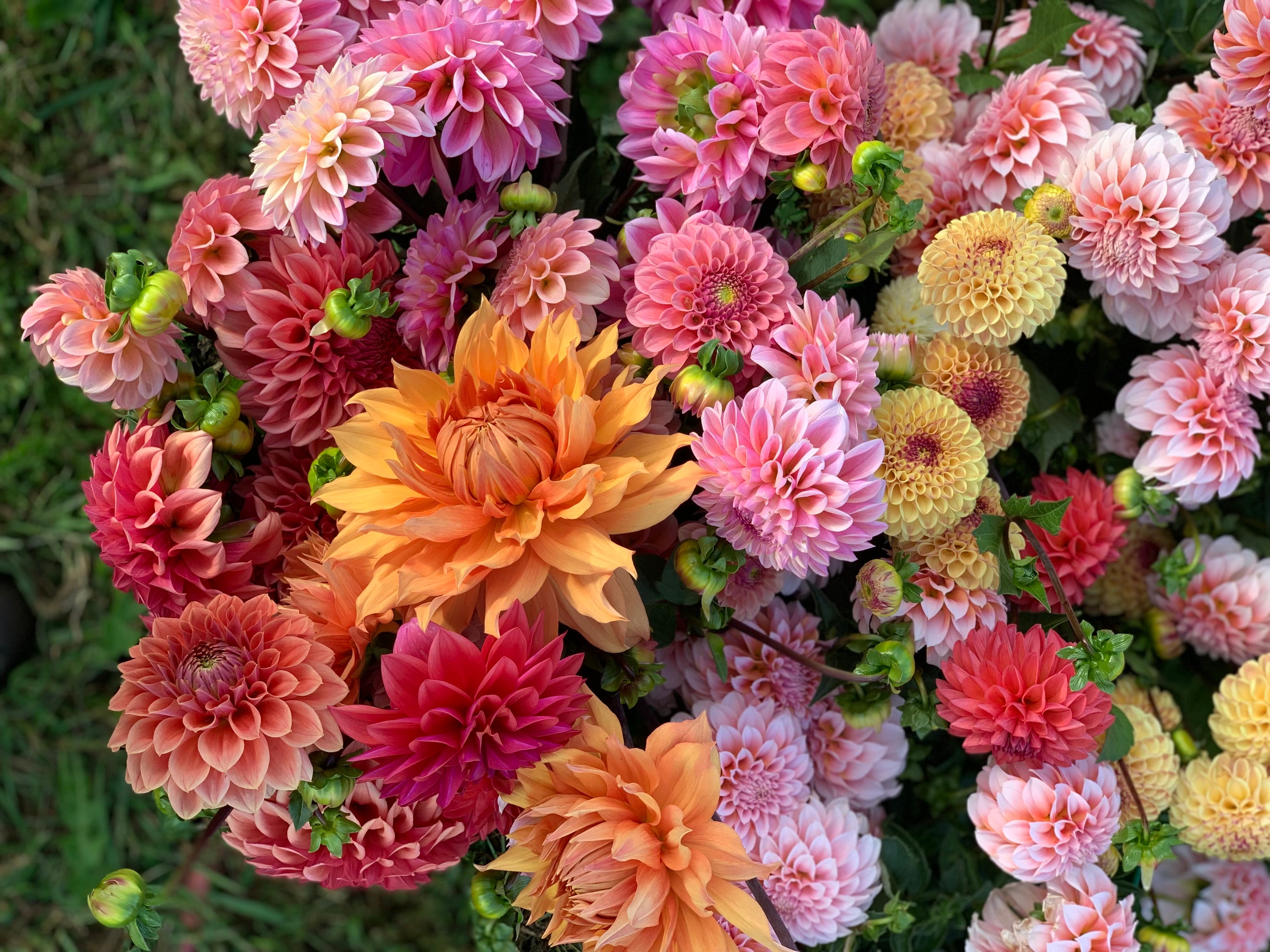 Bulk DIY Bucket of Dahlias: Growers Choice Colour Palette