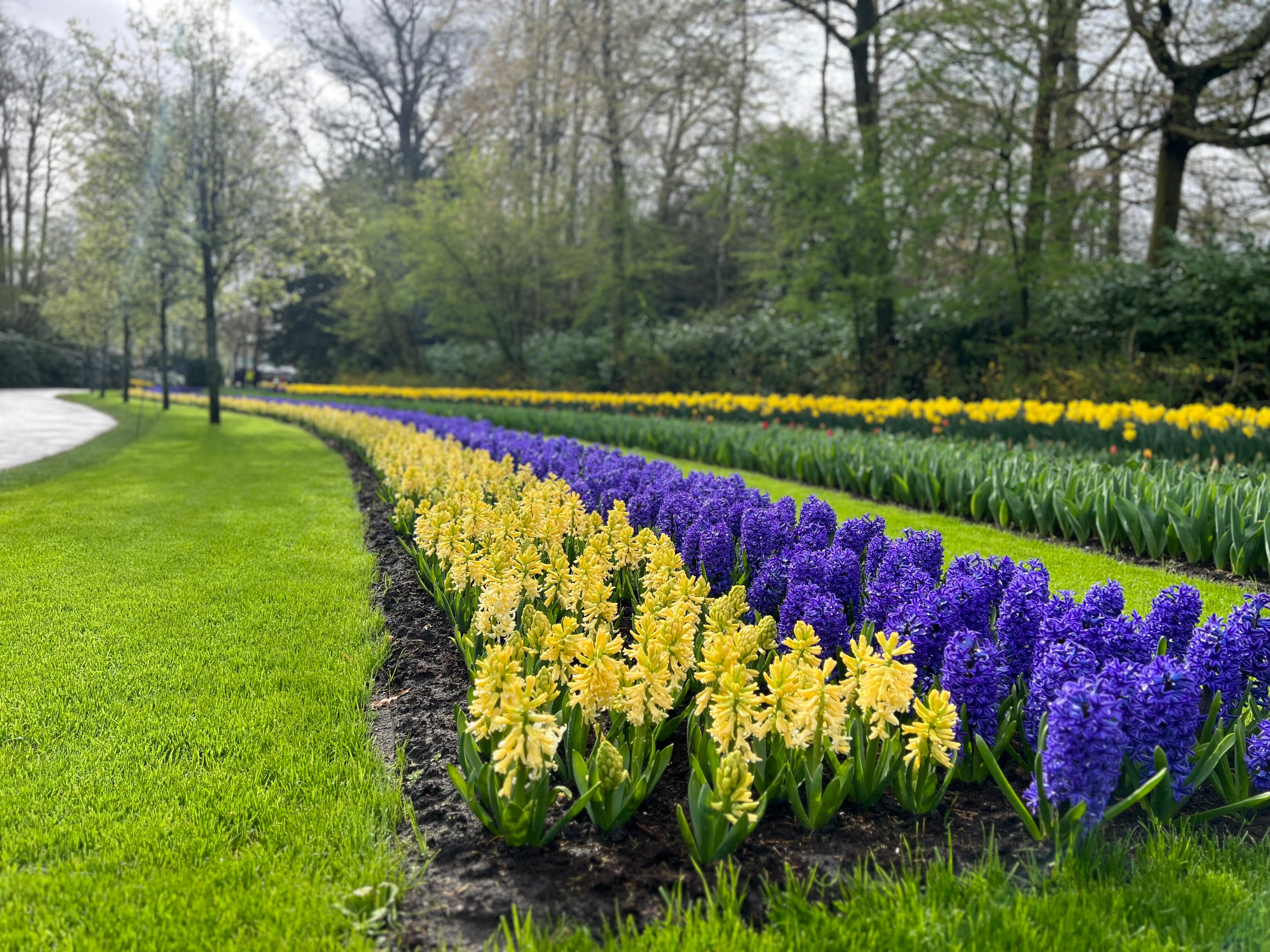 City of Haarlem Hyacinth Bulbs - COMING SEPTEMBER 7TH AT 5PM