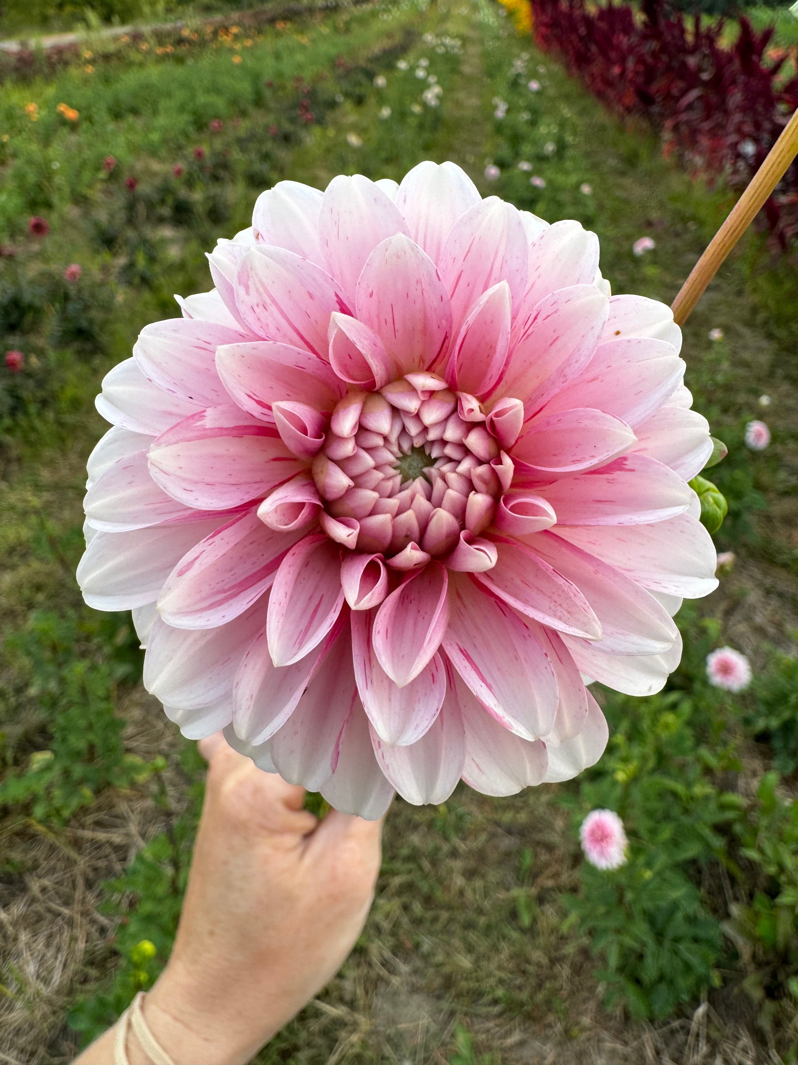 Strawberry Cream Dahlia Tuber - *Product NOT sold out*  SALES START MARCH 2026: Date TBA