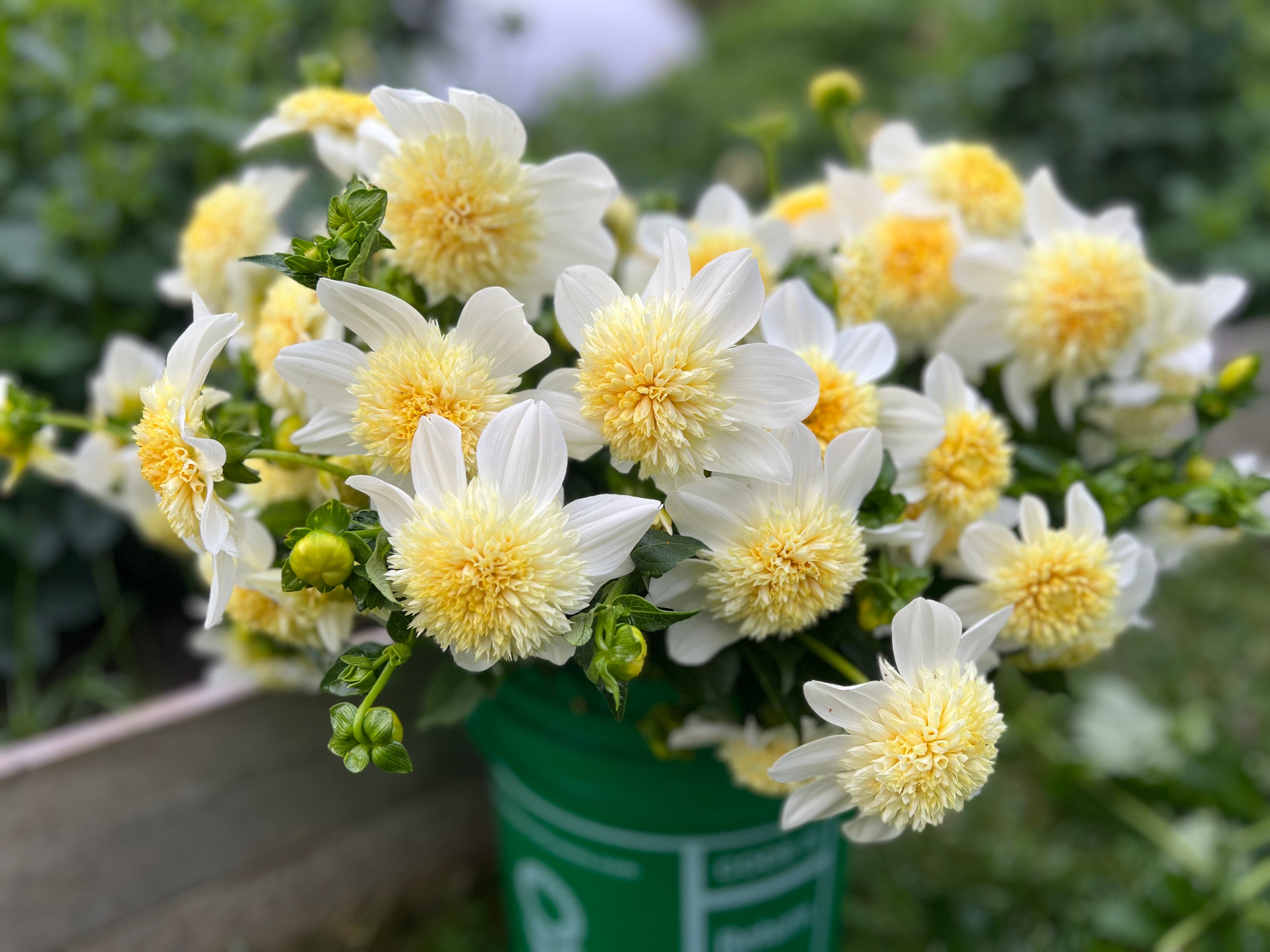 Platinum Blonde Dahlia Tuber - - *Product NOT sold out*  SALES START MARCH 2026: Date TBA