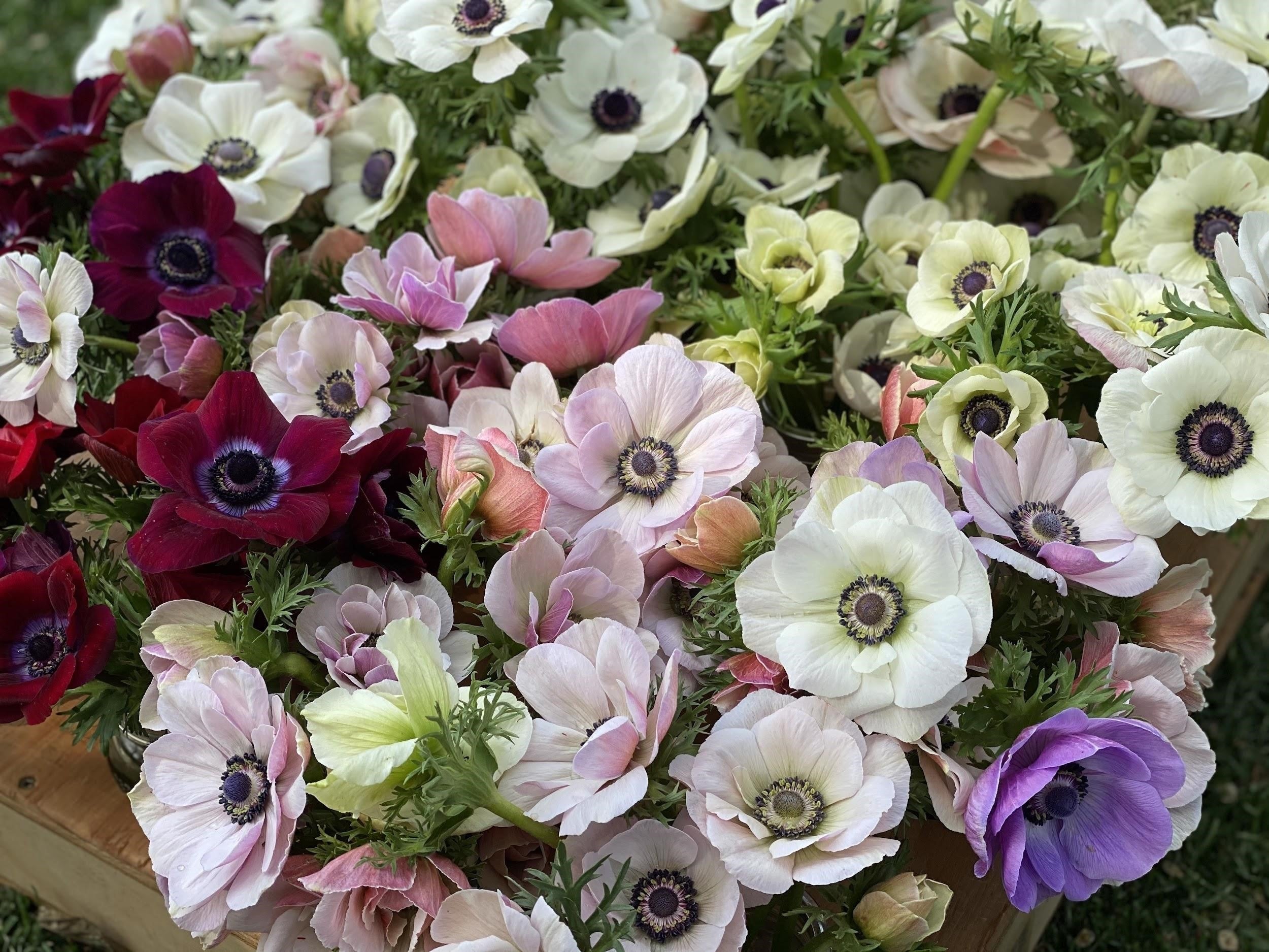 Italian Mistral Anemone MIXED Package of Corms