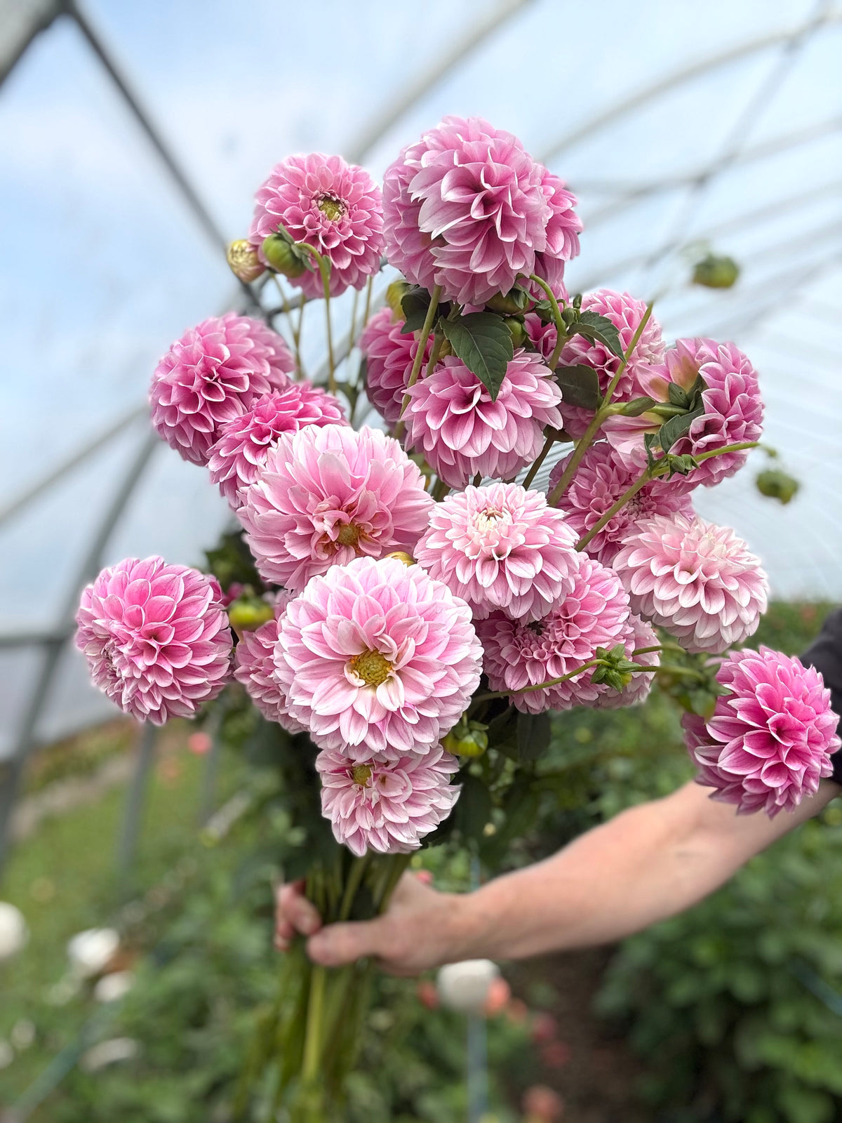 Opal Dahlia Tuber - *Product NOT sold out* SALES START SUNDAY MARCH 1ST AT 4PM