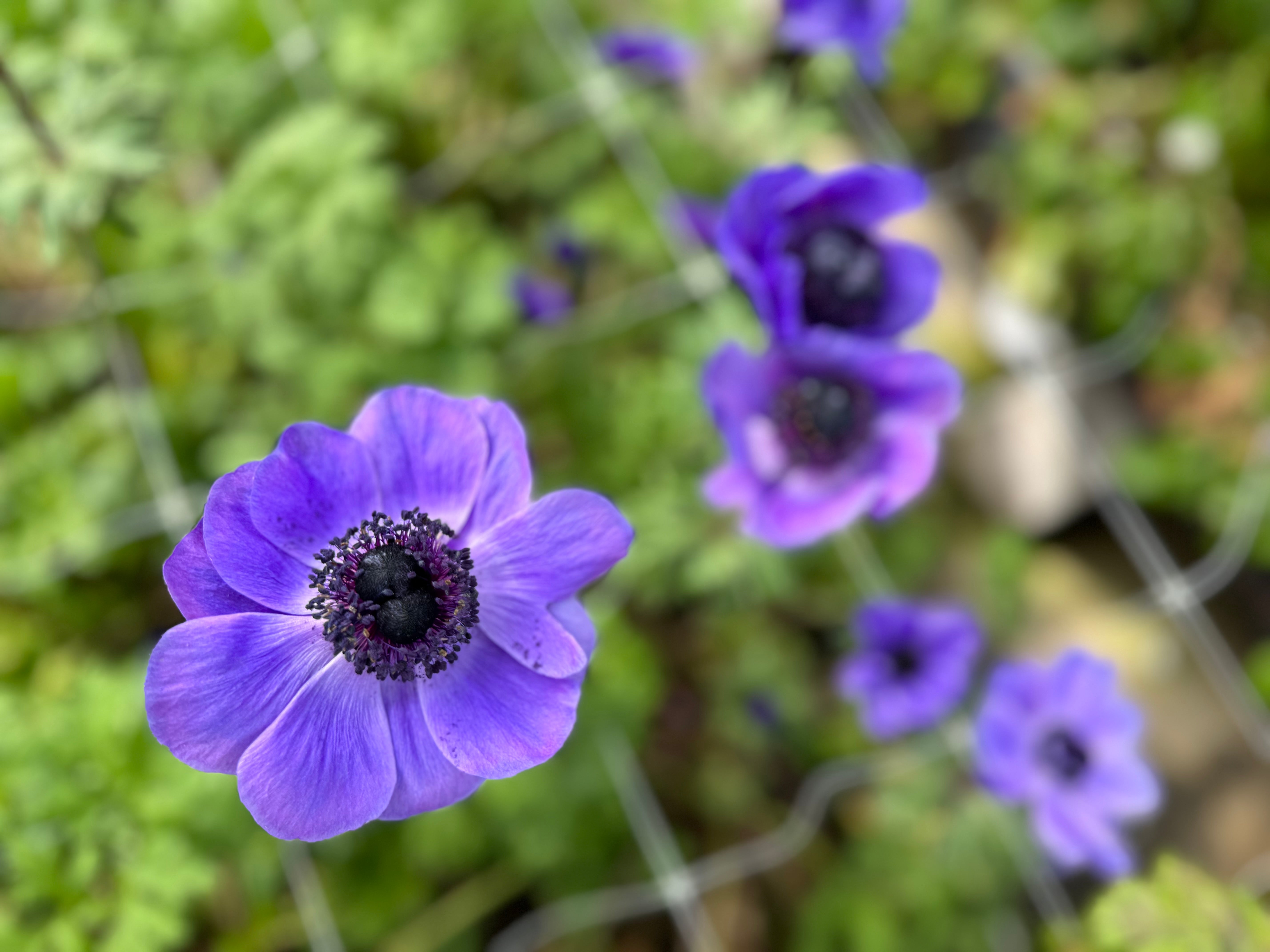 Anemone bloom in a violet shade with more blooms in the blurred background.