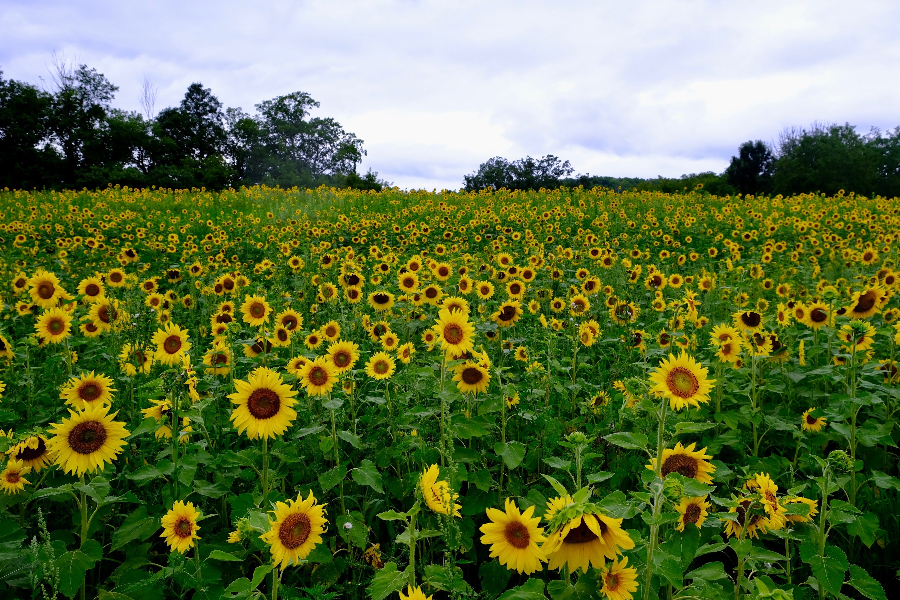 Sunflower Field Visit: Friday August 7th