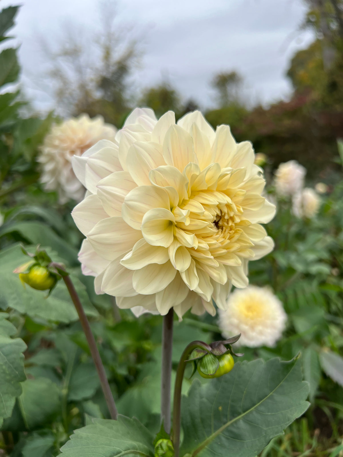 Masterclass Dahlia Tuber - *Product NOT sold out* SALES START SUNDAY MARCH 1ST AT 4PM
