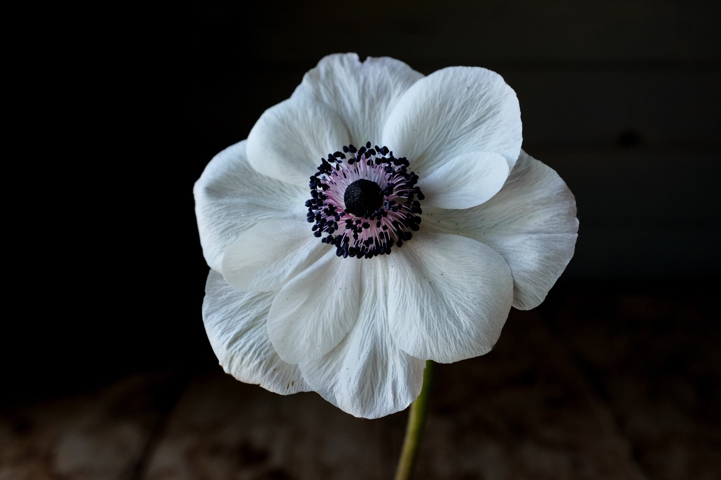 Italian Mistral Anemone Bianco Centro Nero Corms