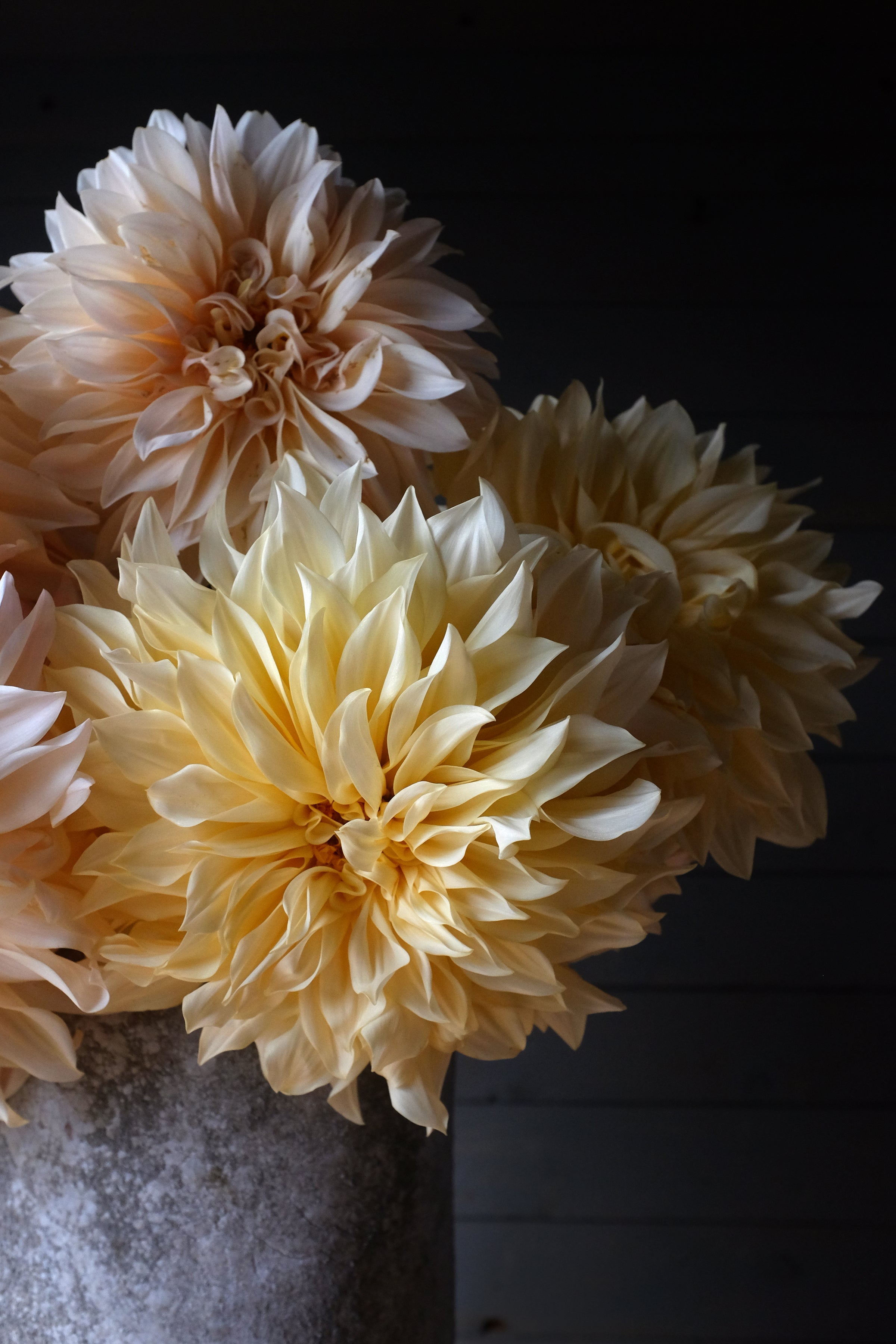 Cafe Au Lait Dahlia Tuber