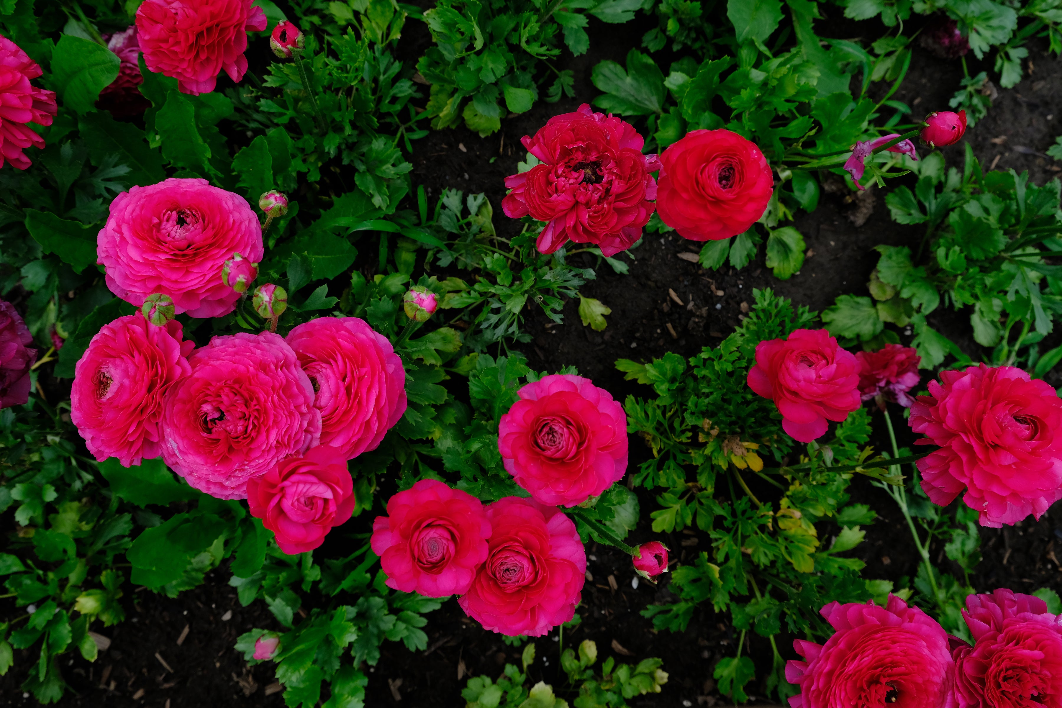 Italian Ranunculus Hot Pink Corms