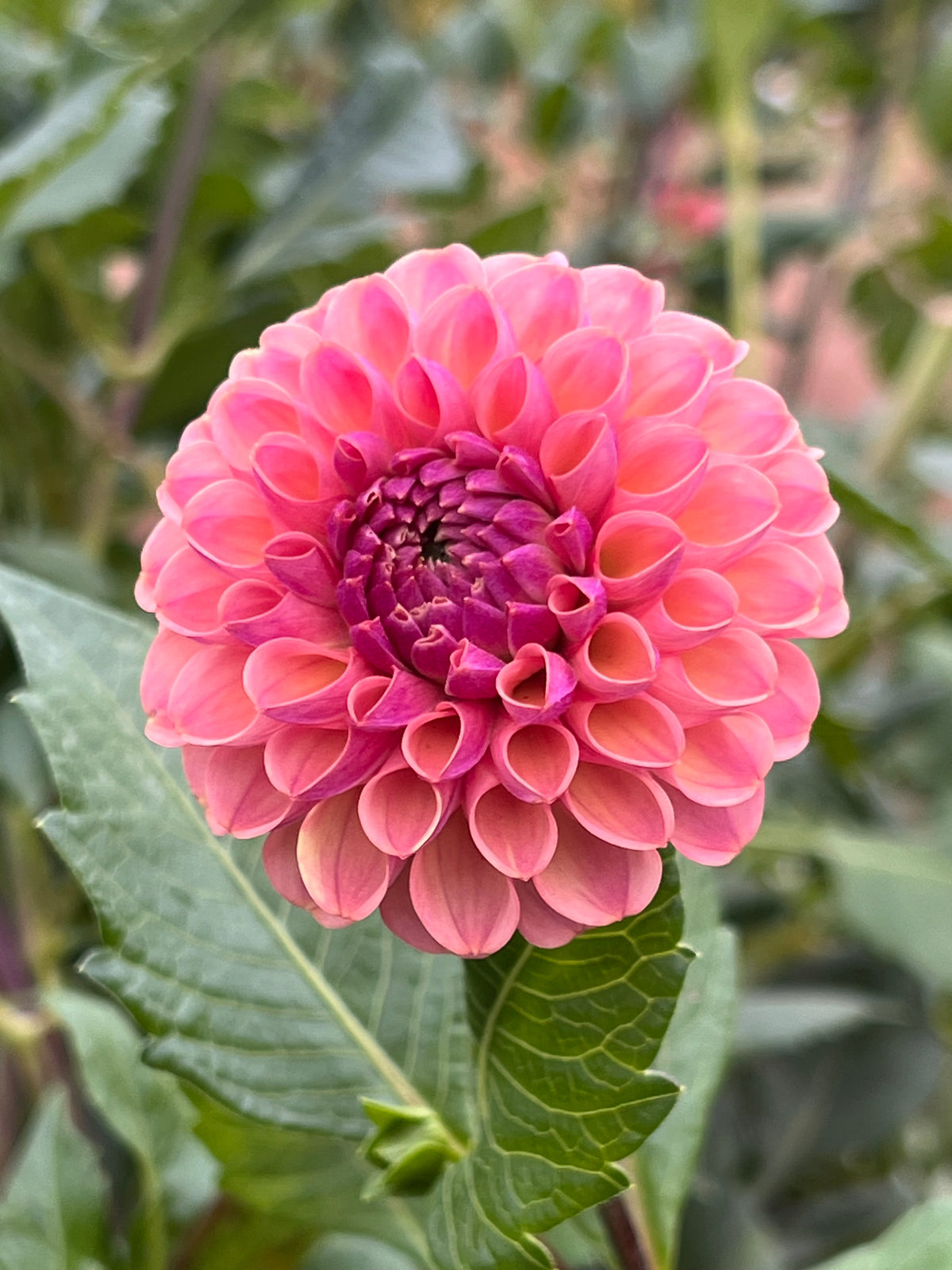 Caitlin's Joy Dahlia Tuber - *Not Sold Out* SALE COMING IN MARCH OF 2027