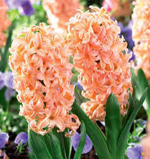 Gipsy Queen Hyacinth Bulbs - COMING SEPTEMBER 7TH AT 5PM