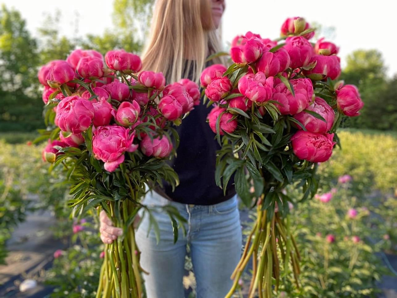 Bulk Bucket of Peonies