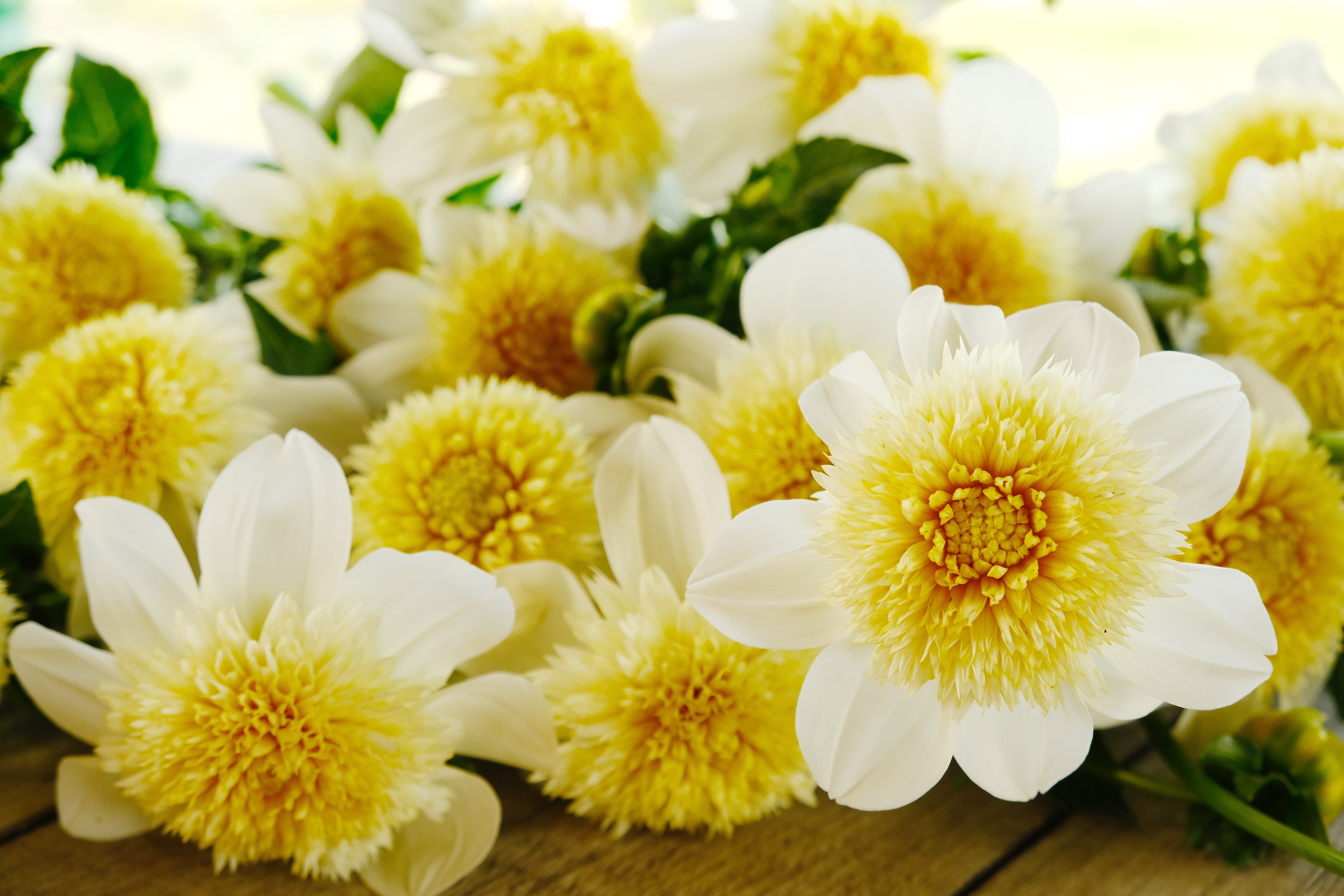 Platinum Blonde Dahlia Tuber - - *Product NOT sold out*  SALES START MARCH 2026: Date TBA