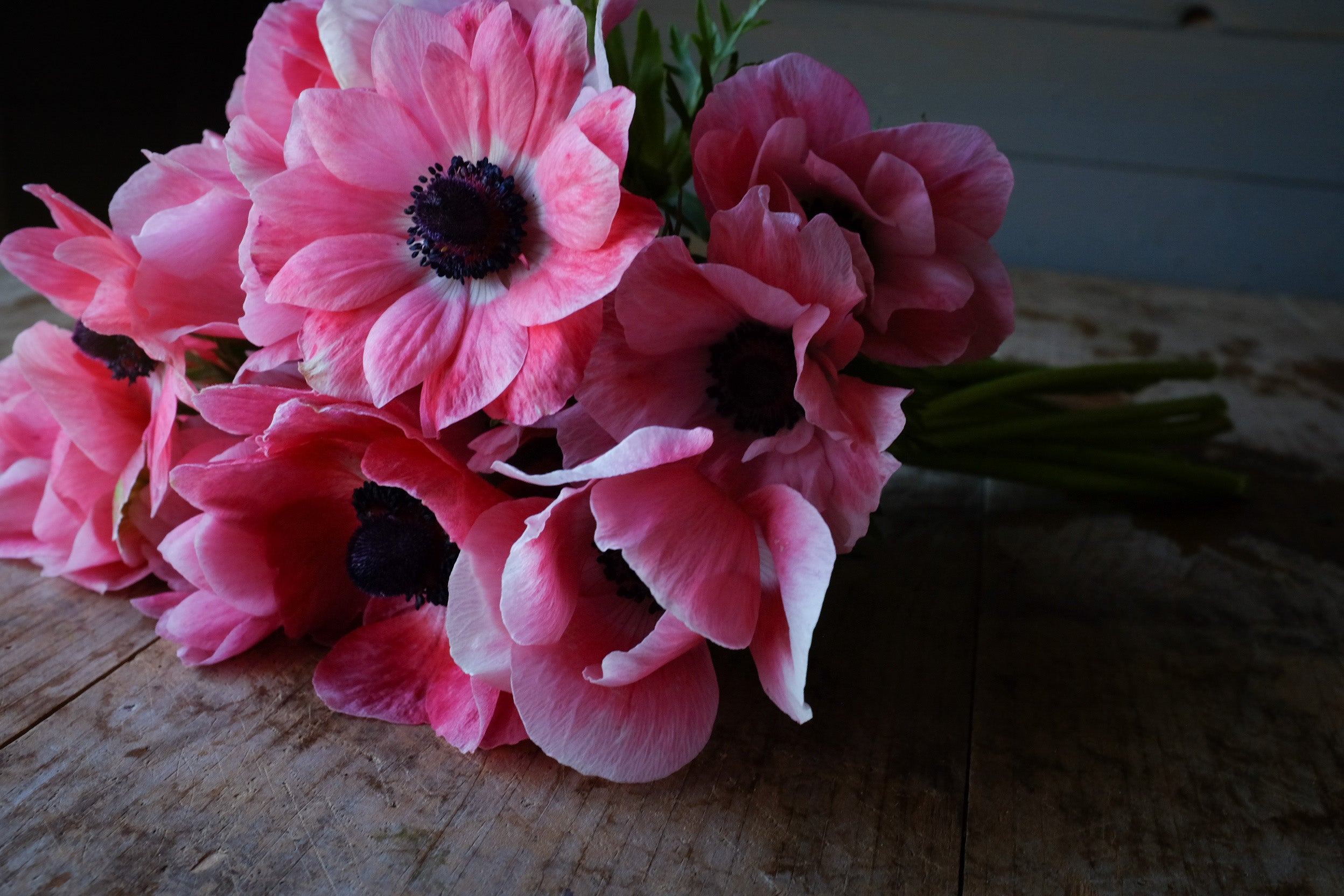 Italian Mistral Anemone Pinkie Corms
