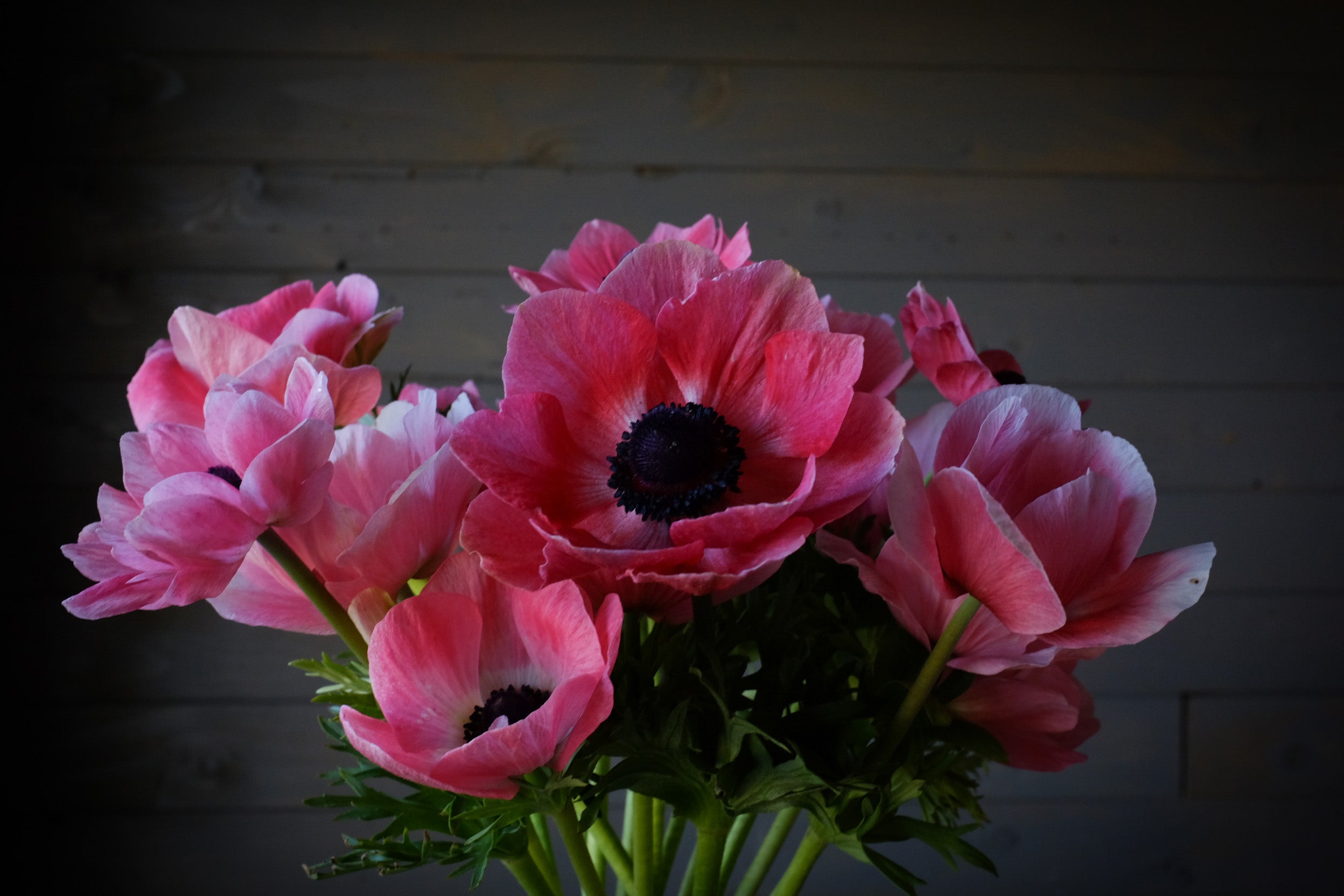 Italian Mistral Anemone Pinkie Corms
