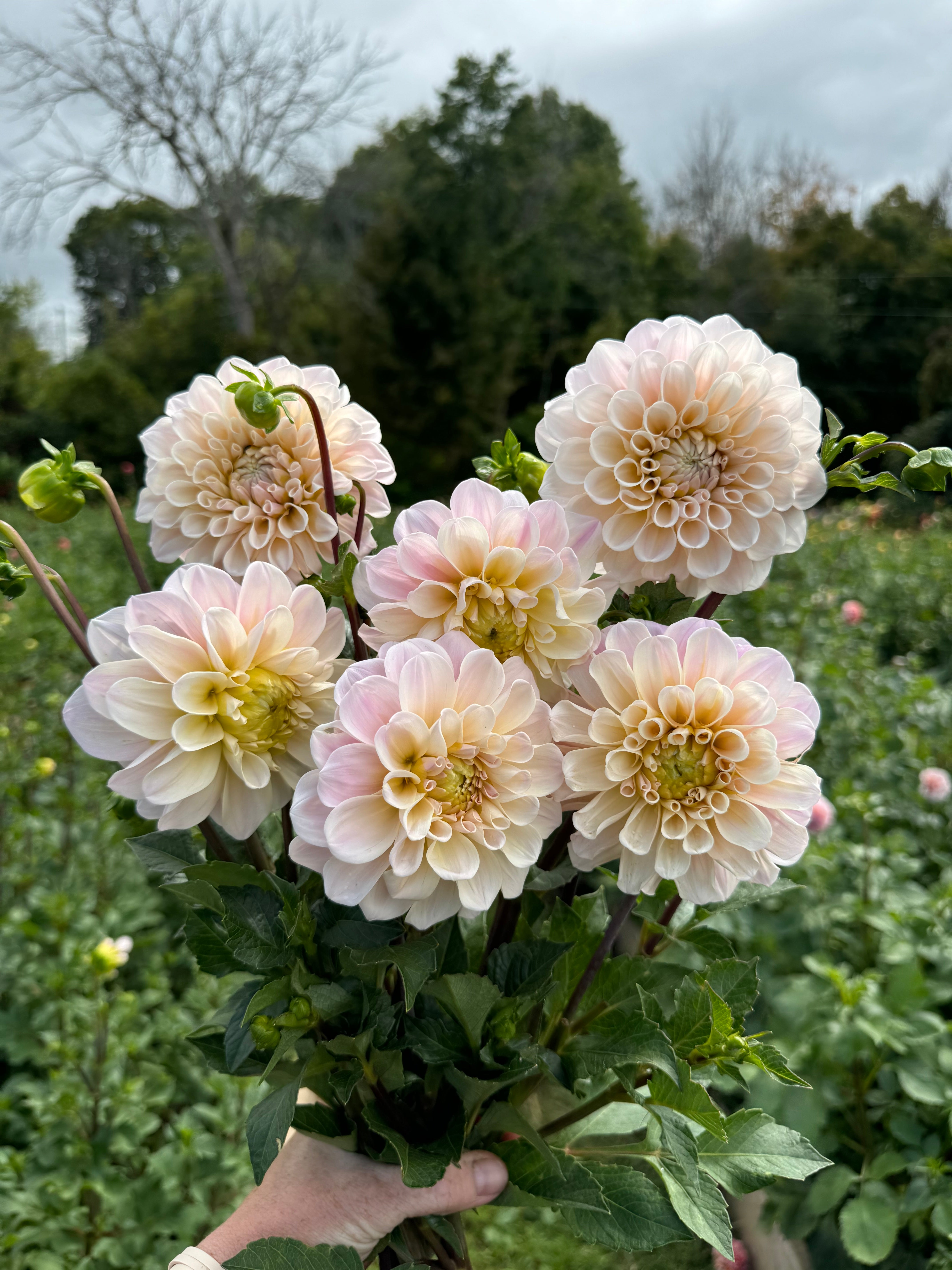 Sweet Nathalie Dahlia Tuber - *Product NOT sold out*  SALES START MARCH 2026: Date TBA