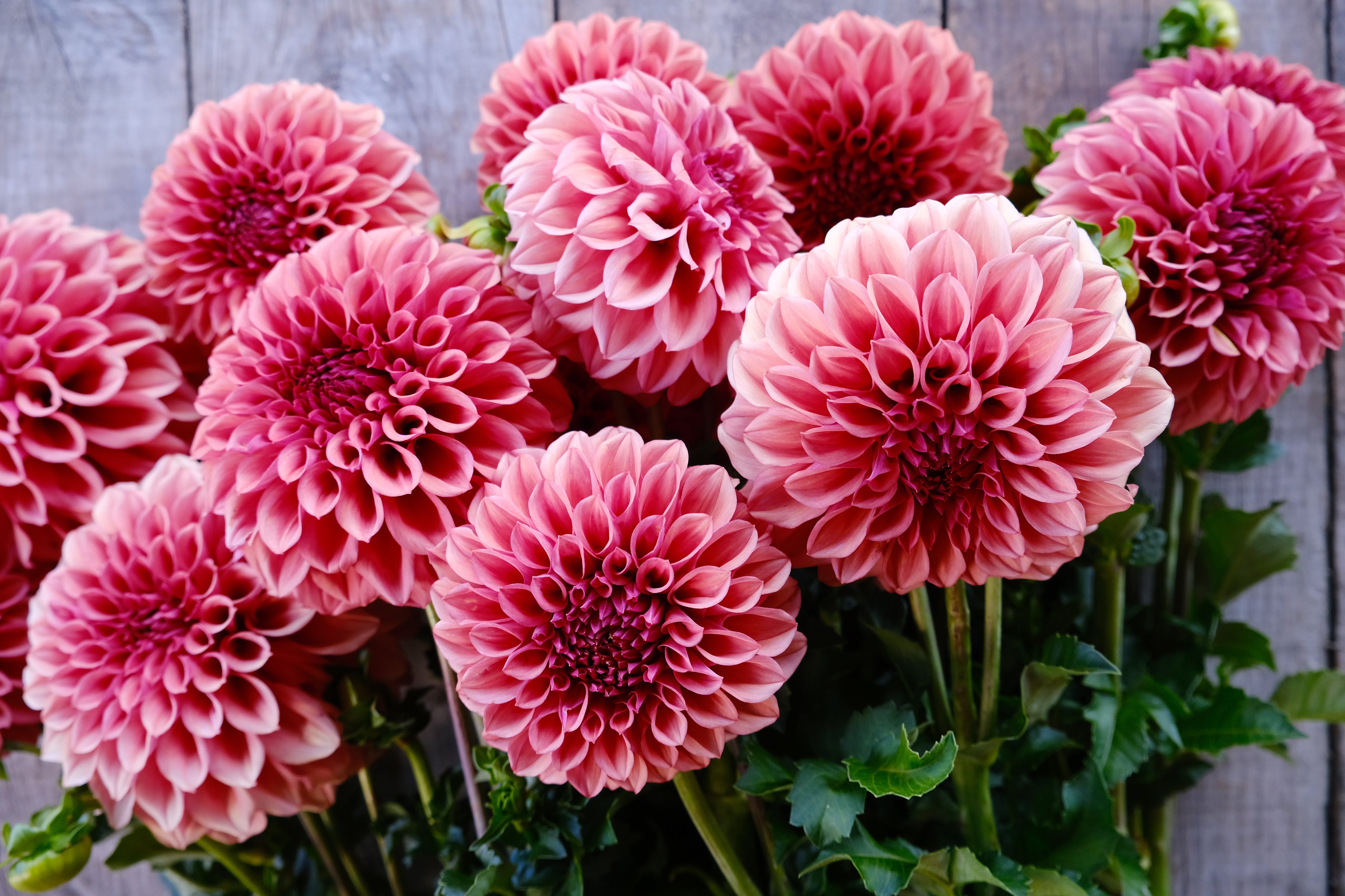 Orange Globe Dahlia Tuber - *Product NOT sold out*  SALES START MARCH 2026: Date TBA