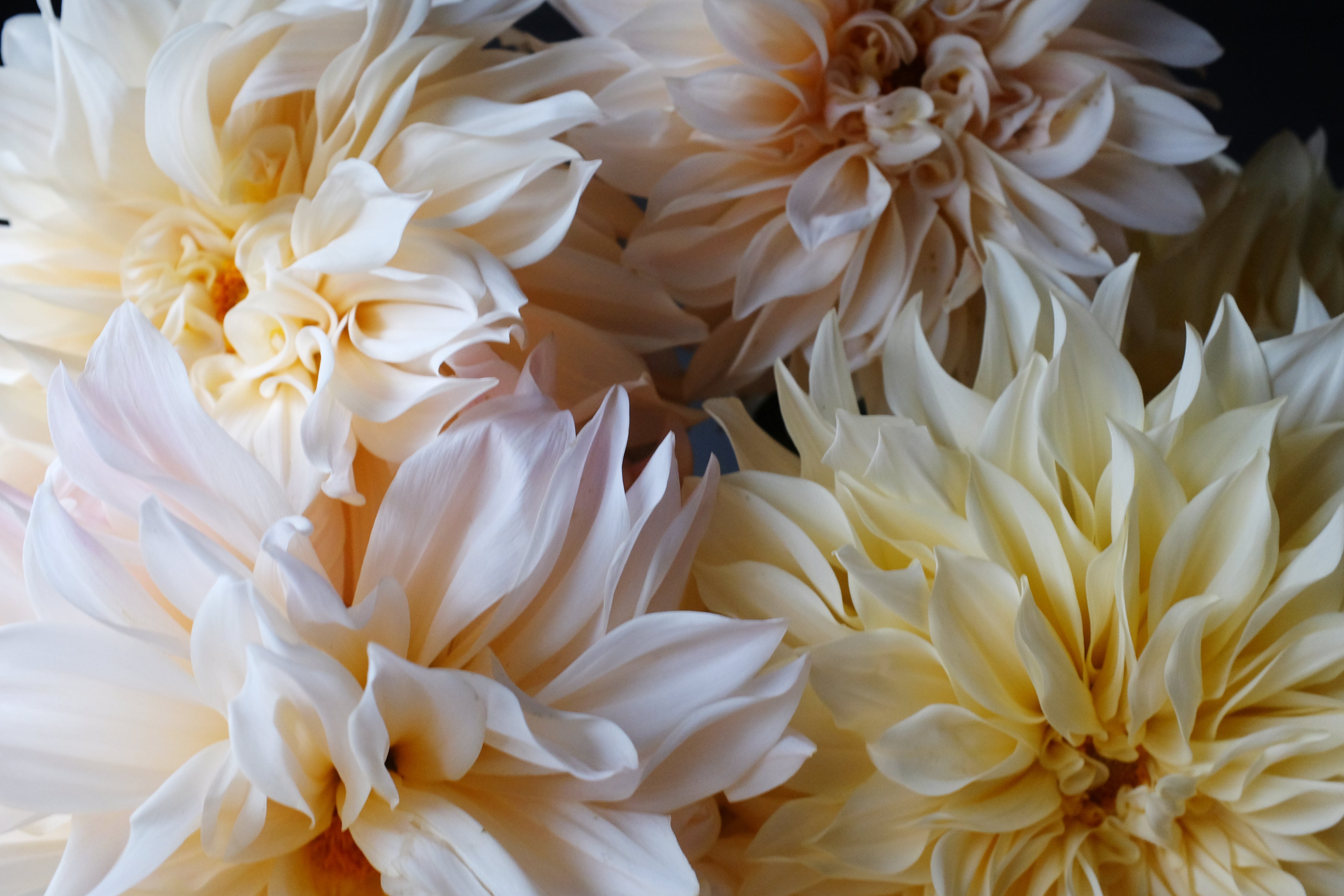 Cafe Au Lait Dahlia Tuber