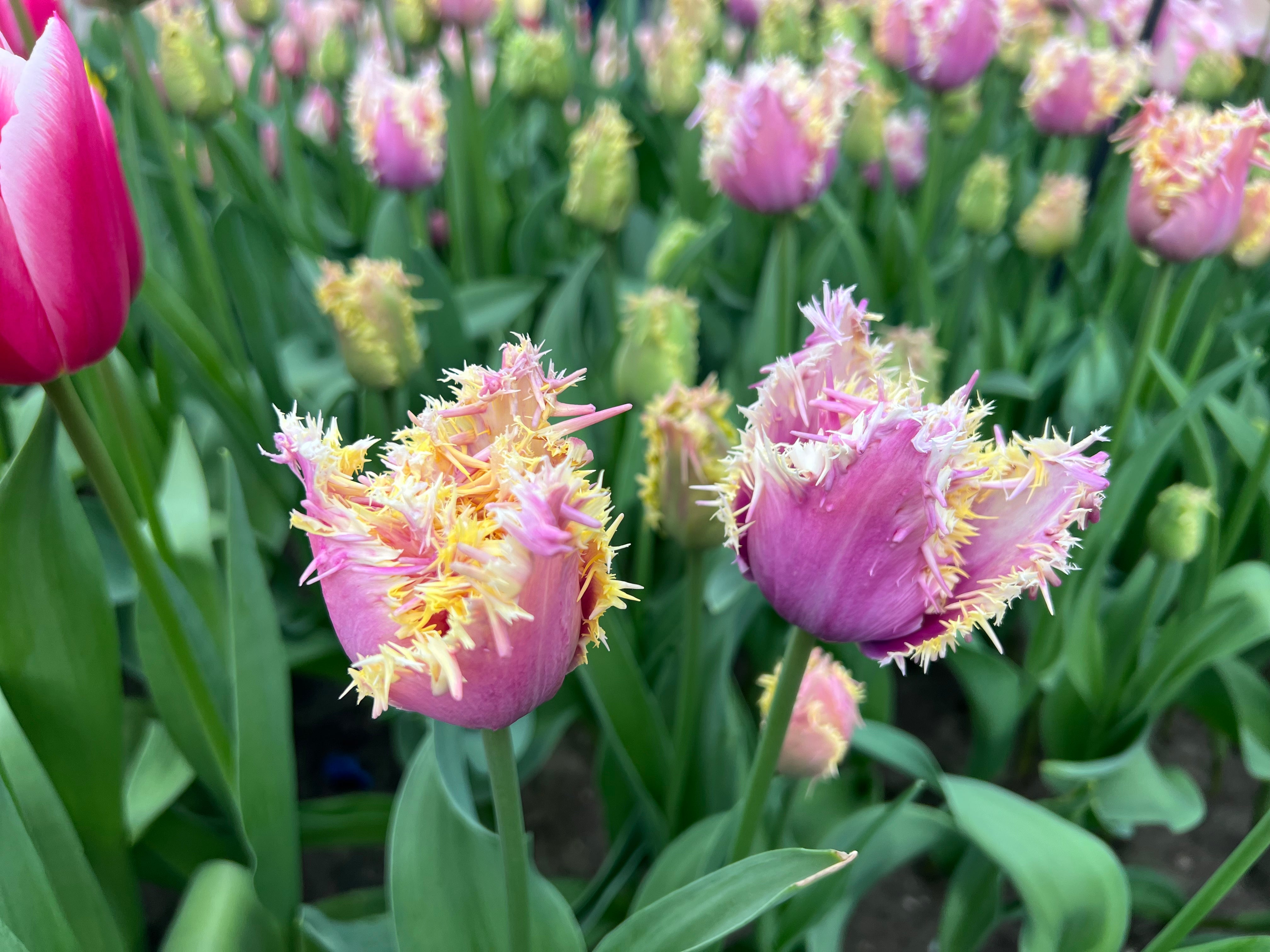 Crunchy Cummins Tulip Bulbs