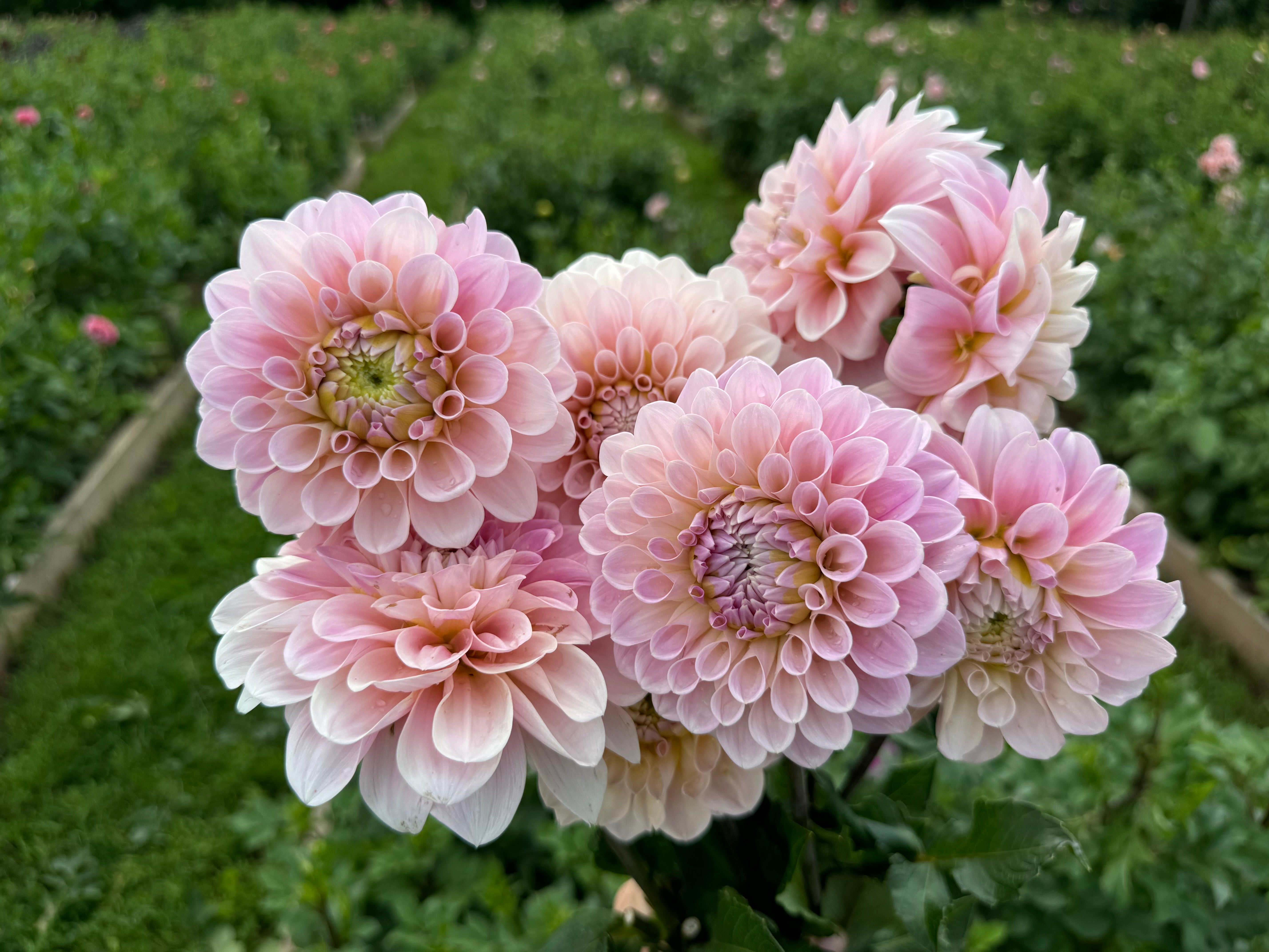 Sweet Nathalie Dahlia Tuber - *Product NOT sold out*  SALES START MARCH 2026: Date TBA