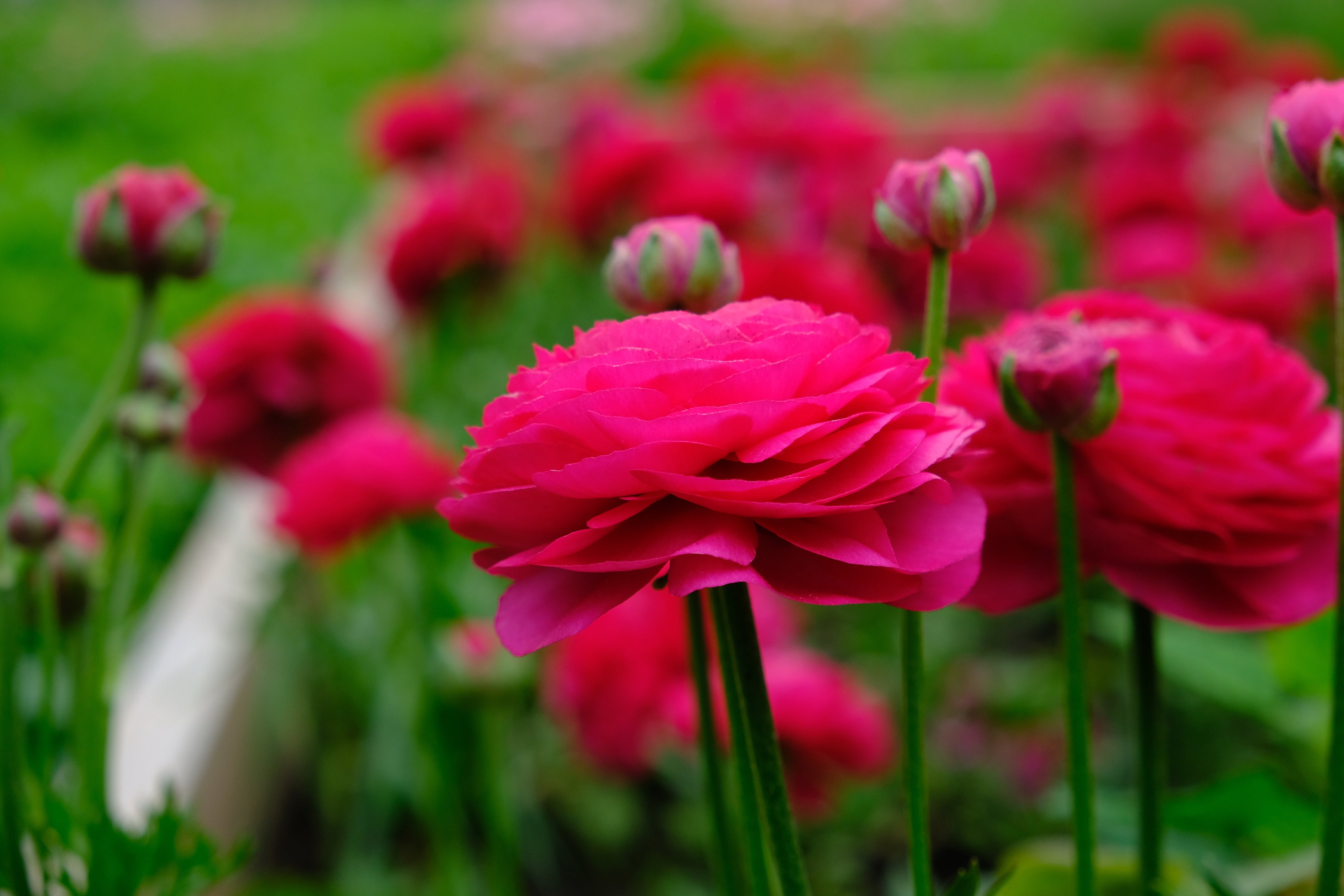 Italian Ranunculus Hot Pink Corms