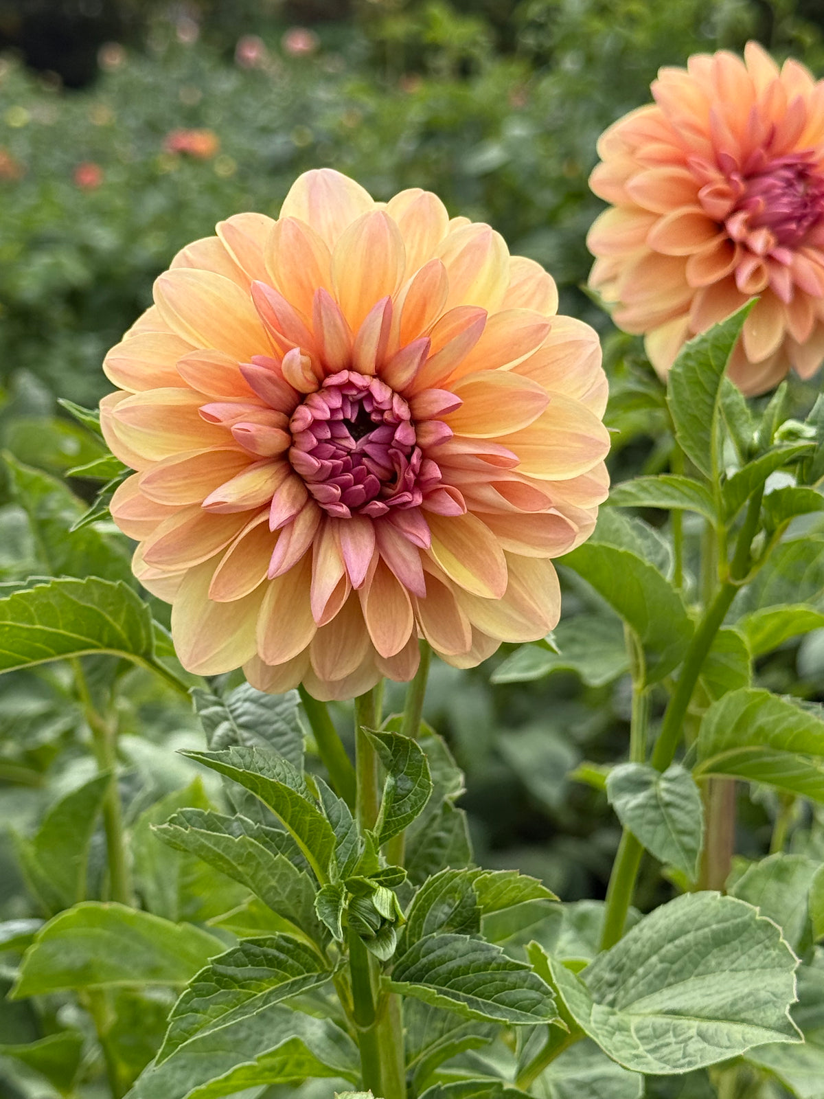 Sturm Sweet Maria Dahlia Tuber - *Not Sold Out* SALE COMING IN MARCH OF 2027