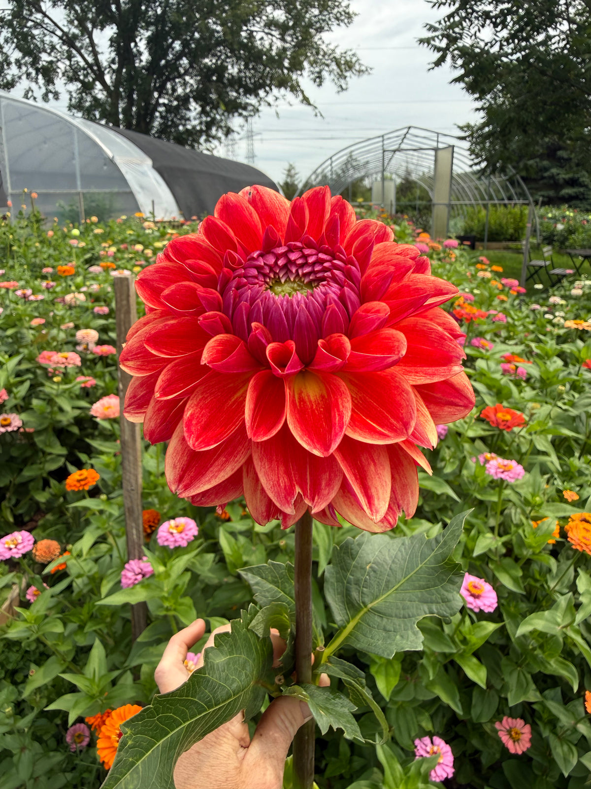 All That Jazz Dahlia Tuber - *Not Sold Out* SALE COMING IN MARCH OF 2027