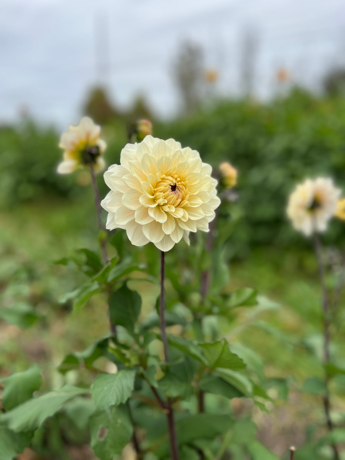 Masterclass Dahlia Tuber - *Product NOT sold out* SALES START SUNDAY MARCH 1ST AT 4PM