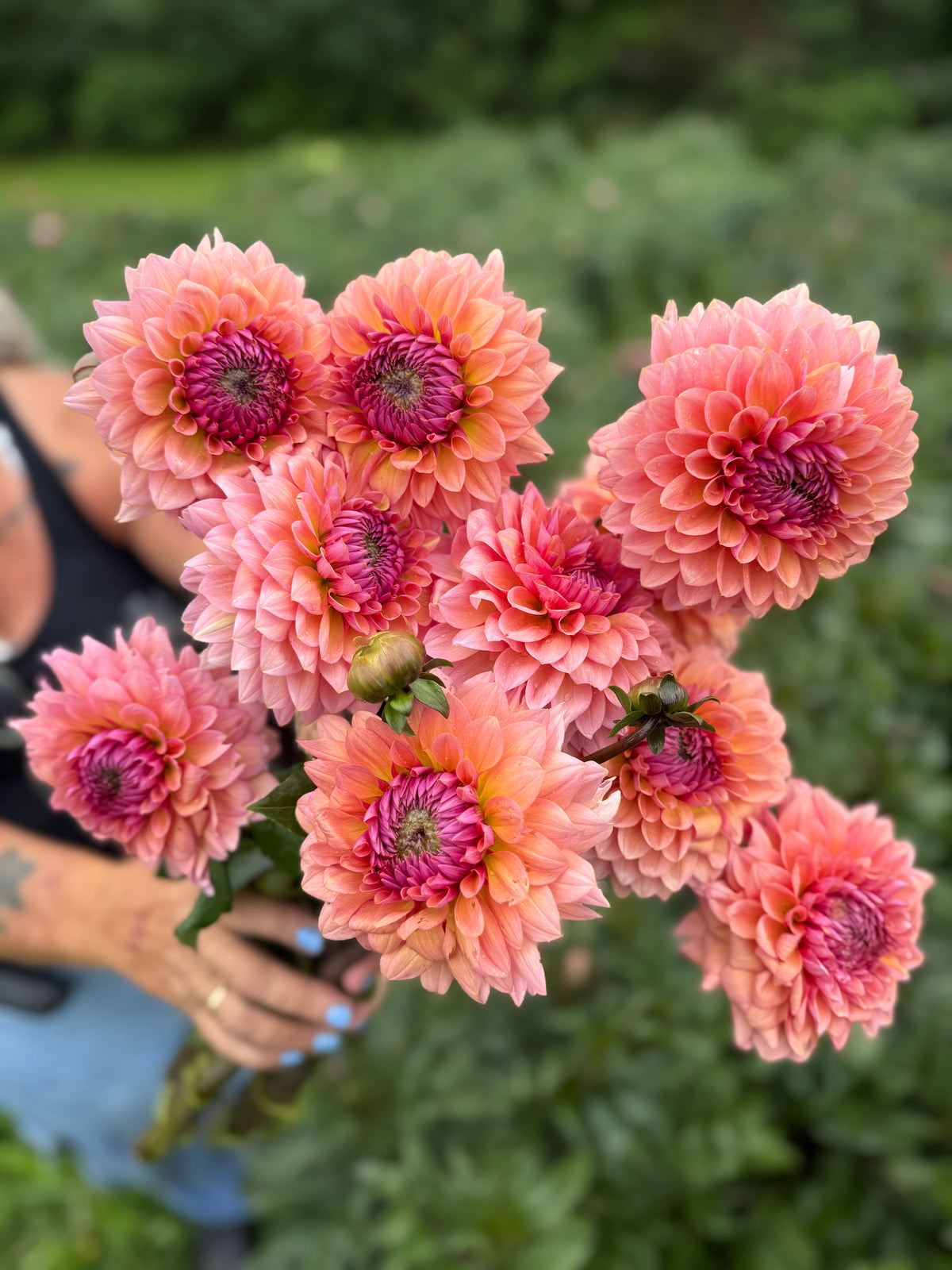 Sweet Sanne Dahlia Tuber - *Product NOT sold out* SALES START SUNDAY MARCH 1ST AT 4PM