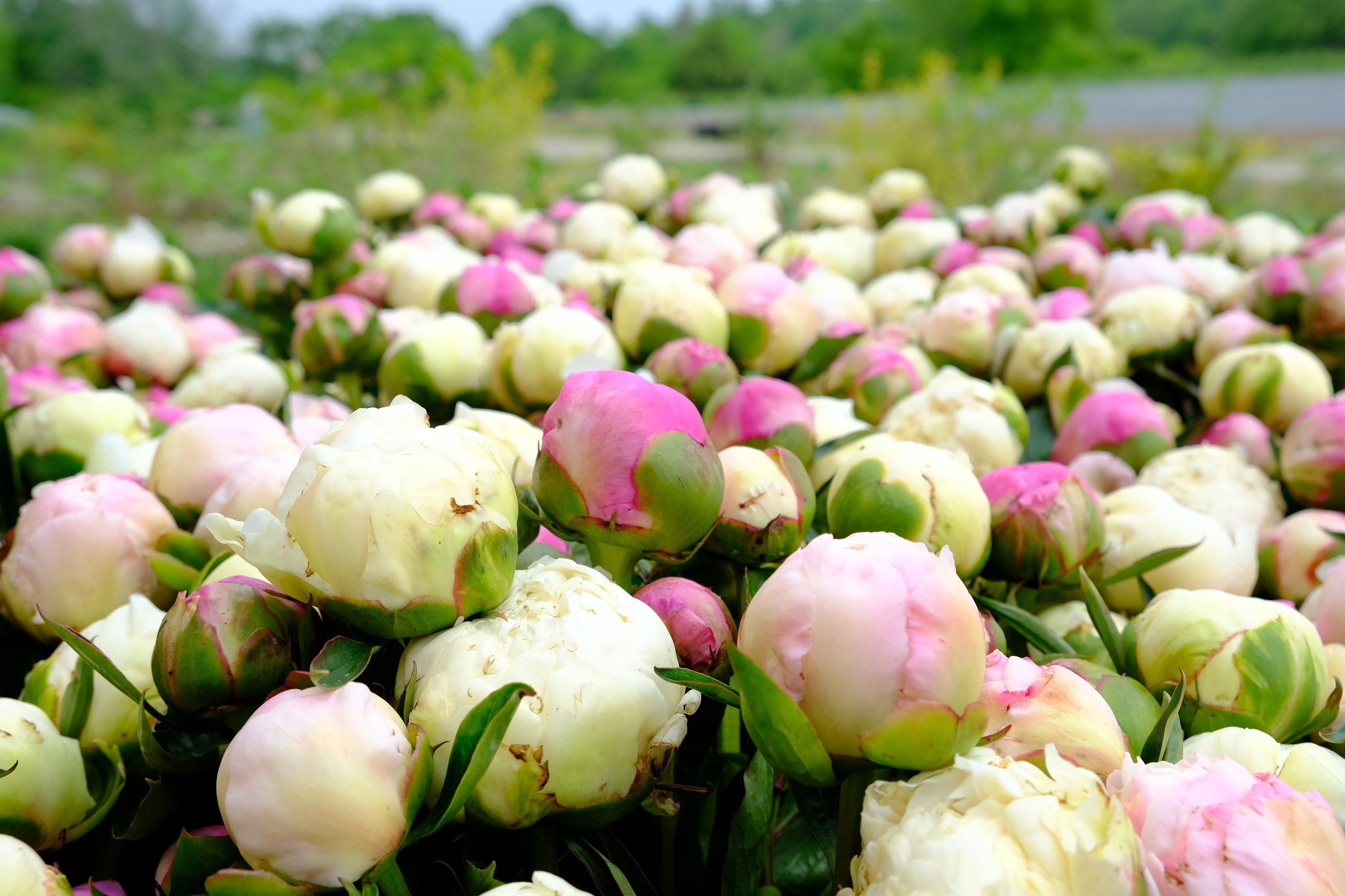 Bulk Bucket of Peonies