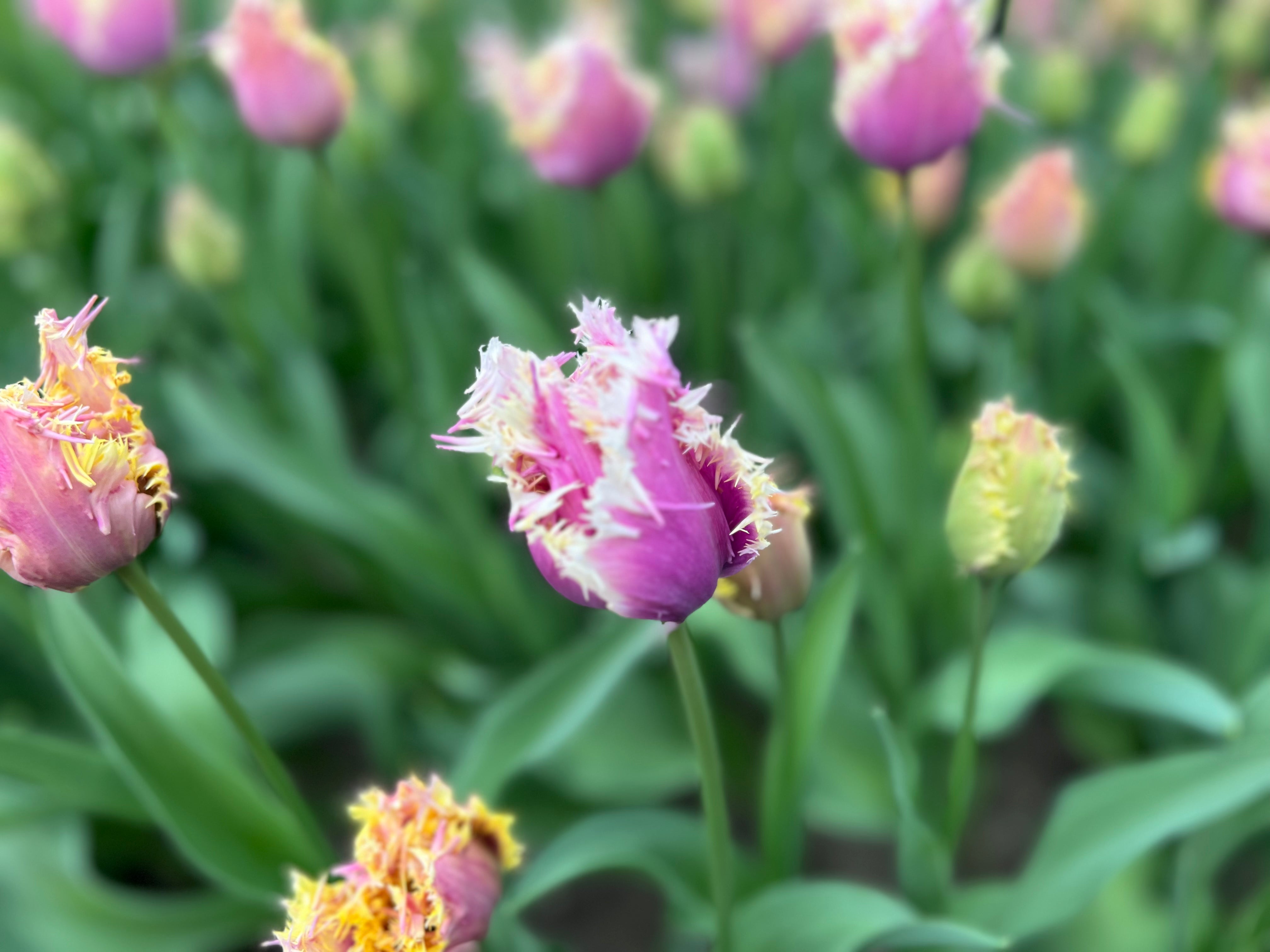 Crunchy Cummins Tulip Bulbs