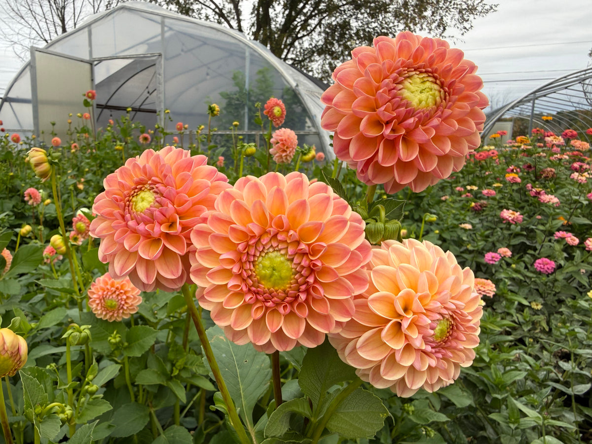 L.A.T.E Dahlia Tuber - *Not Sold Out* SALE COMING IN MARCH OF 2027