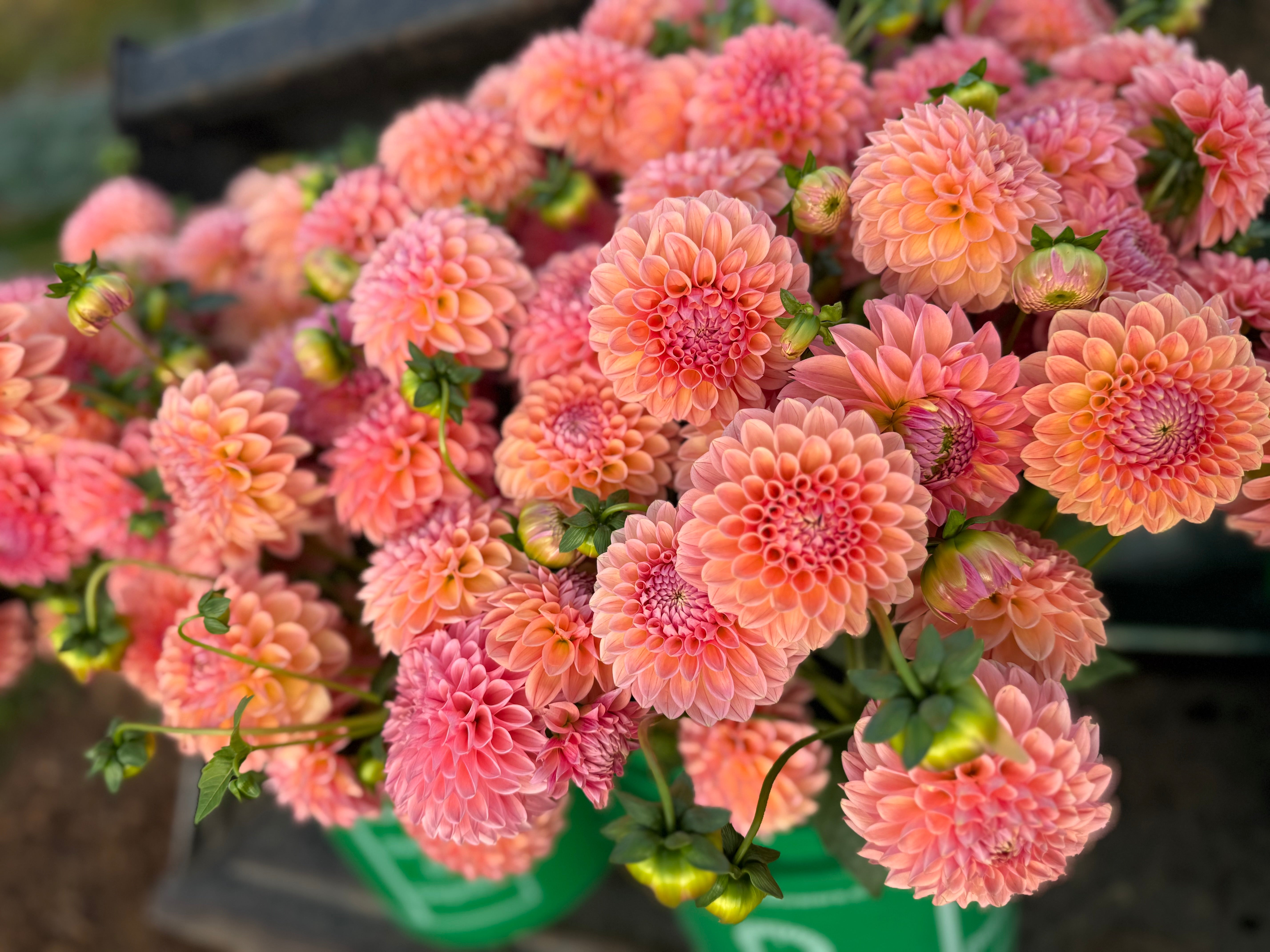 Natalie G Dahlia Tuber - *Product NOT sold out*  SALES START MARCH 2026: Date TBA