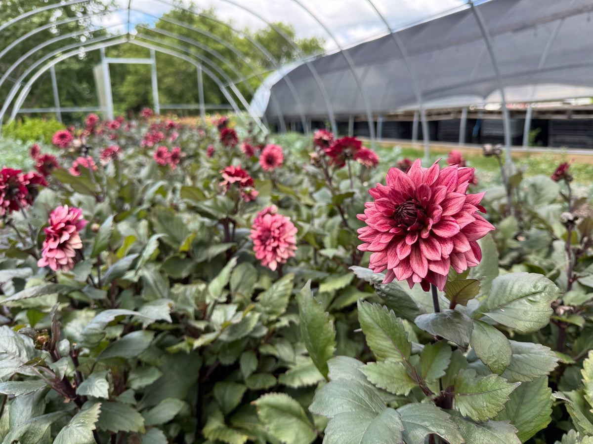 Night Silence Dahlia Tuber - *Product NOT sold out* SALES START SUNDAY MARCH 1ST AT 4PM