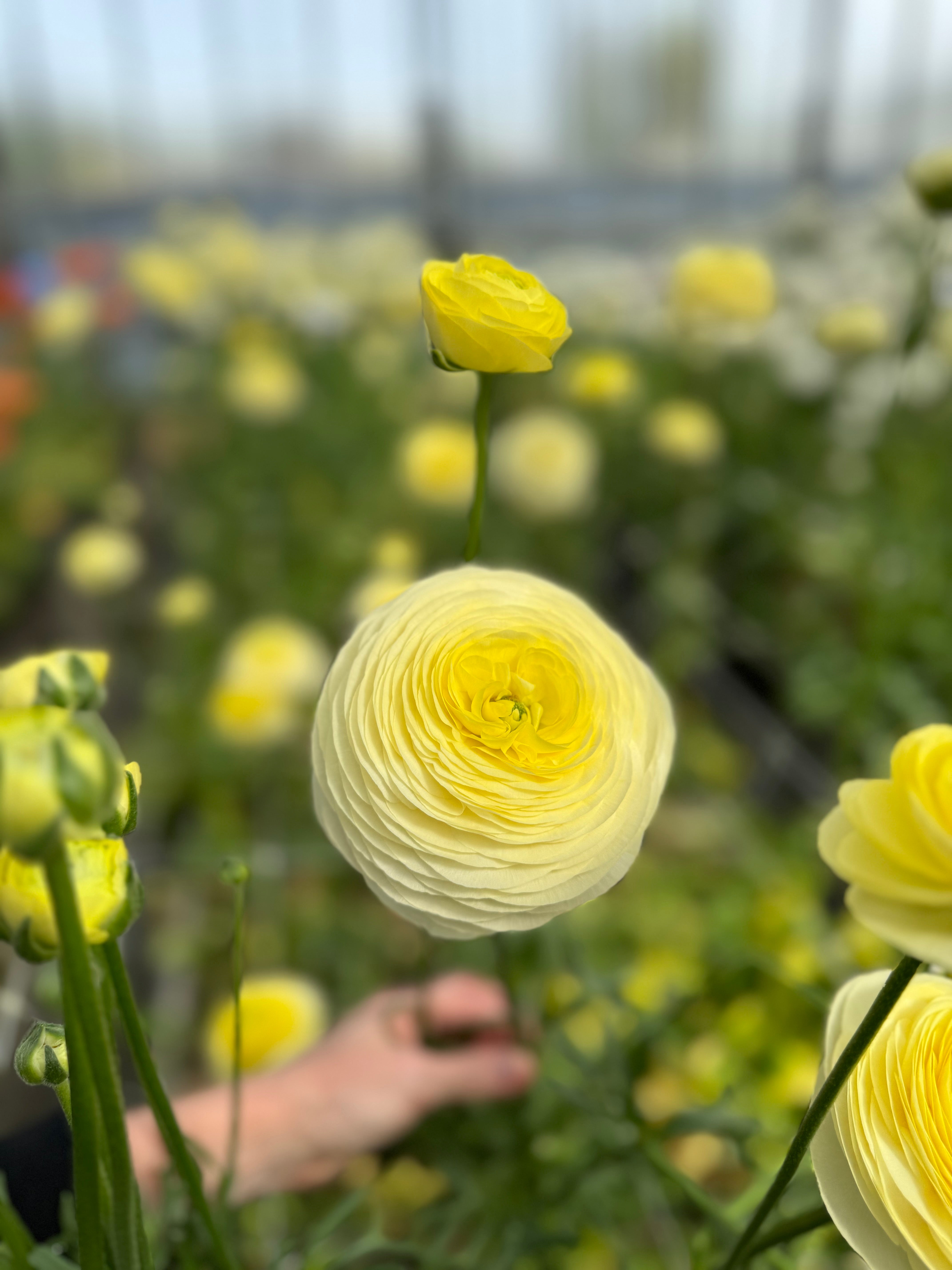 Italian Ranunculus Crema Corms - COMING SEPTEMBER 7TH AT 5PM