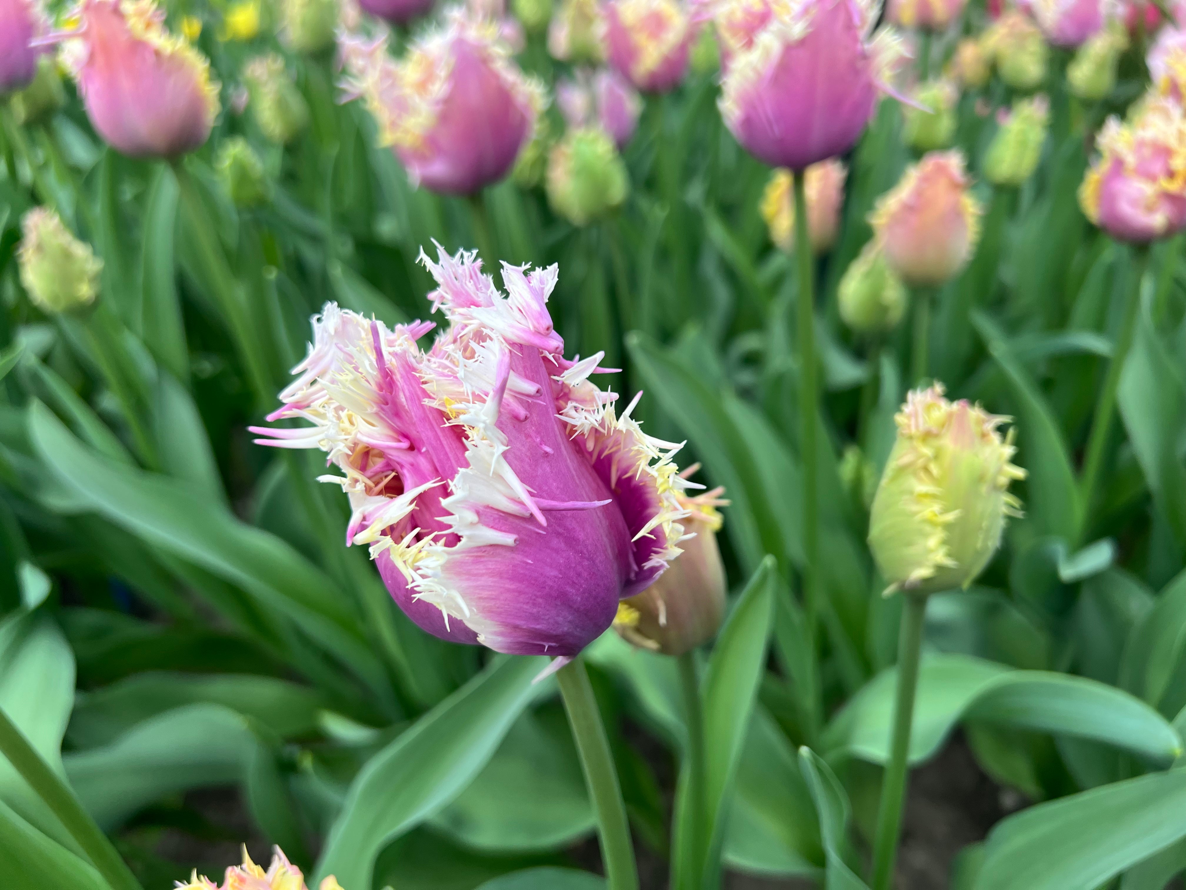 Crunchy Cummins Tulip Bulbs