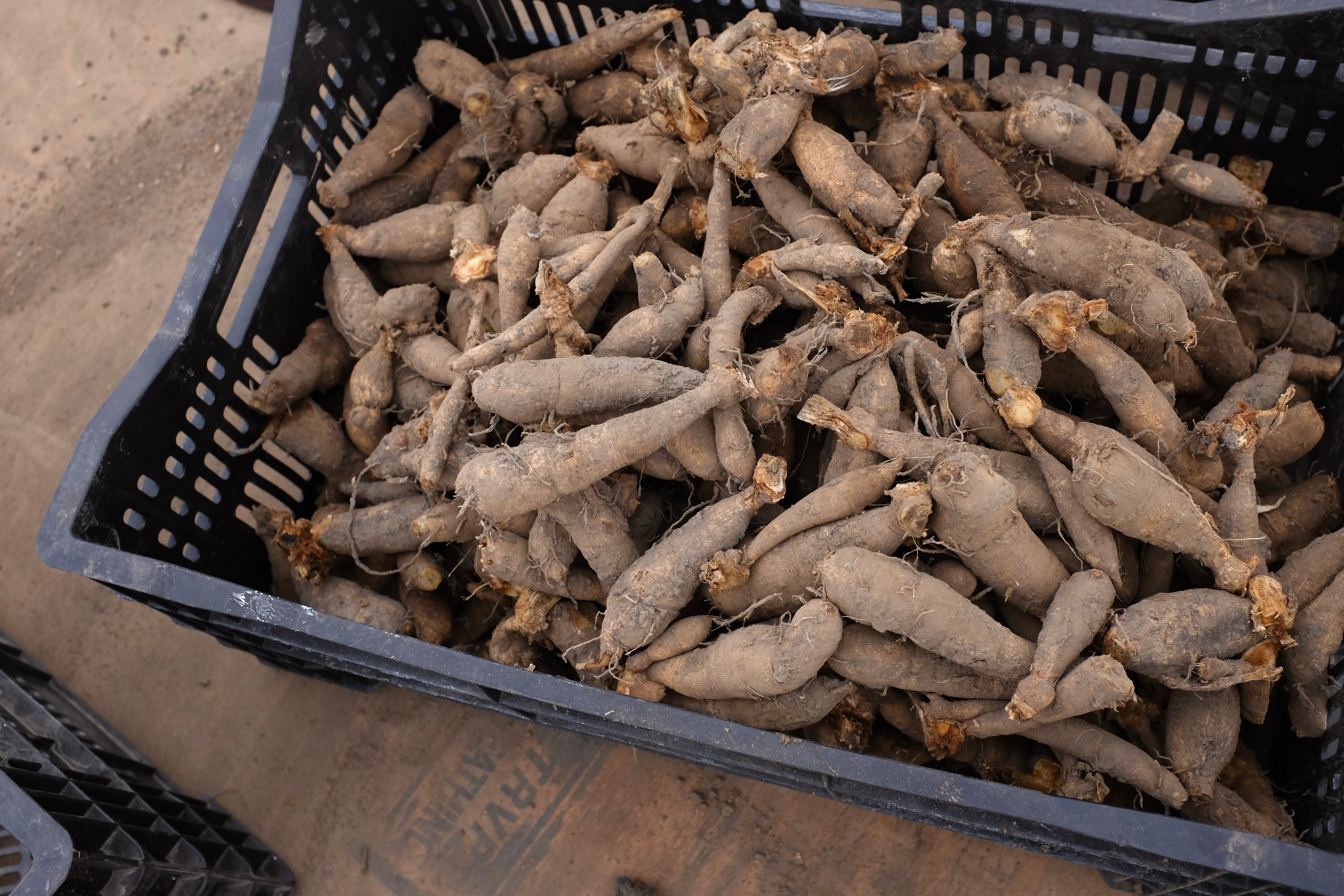 Learn To Split And Store Your Dahlia Tubers