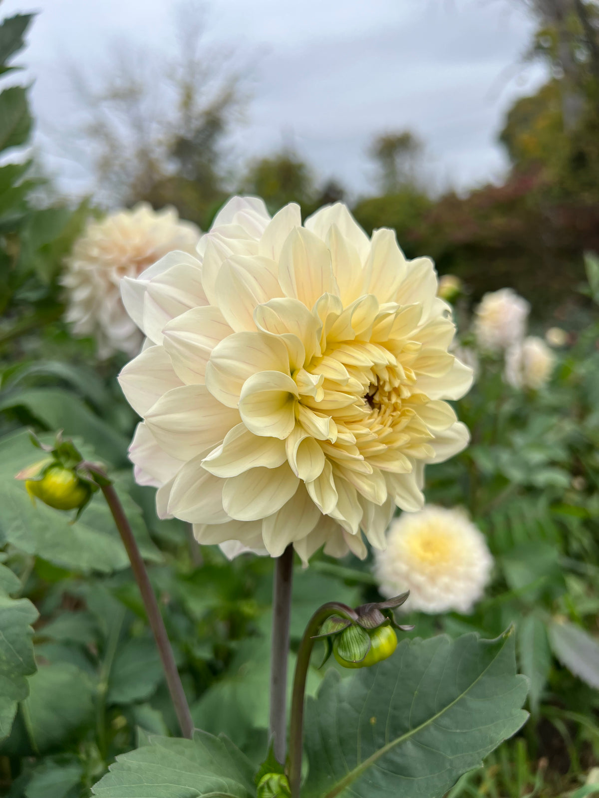 Masterclass Dahlia Tuber - *Product NOT sold out* SALES START SUNDAY MARCH 1ST AT 4PM