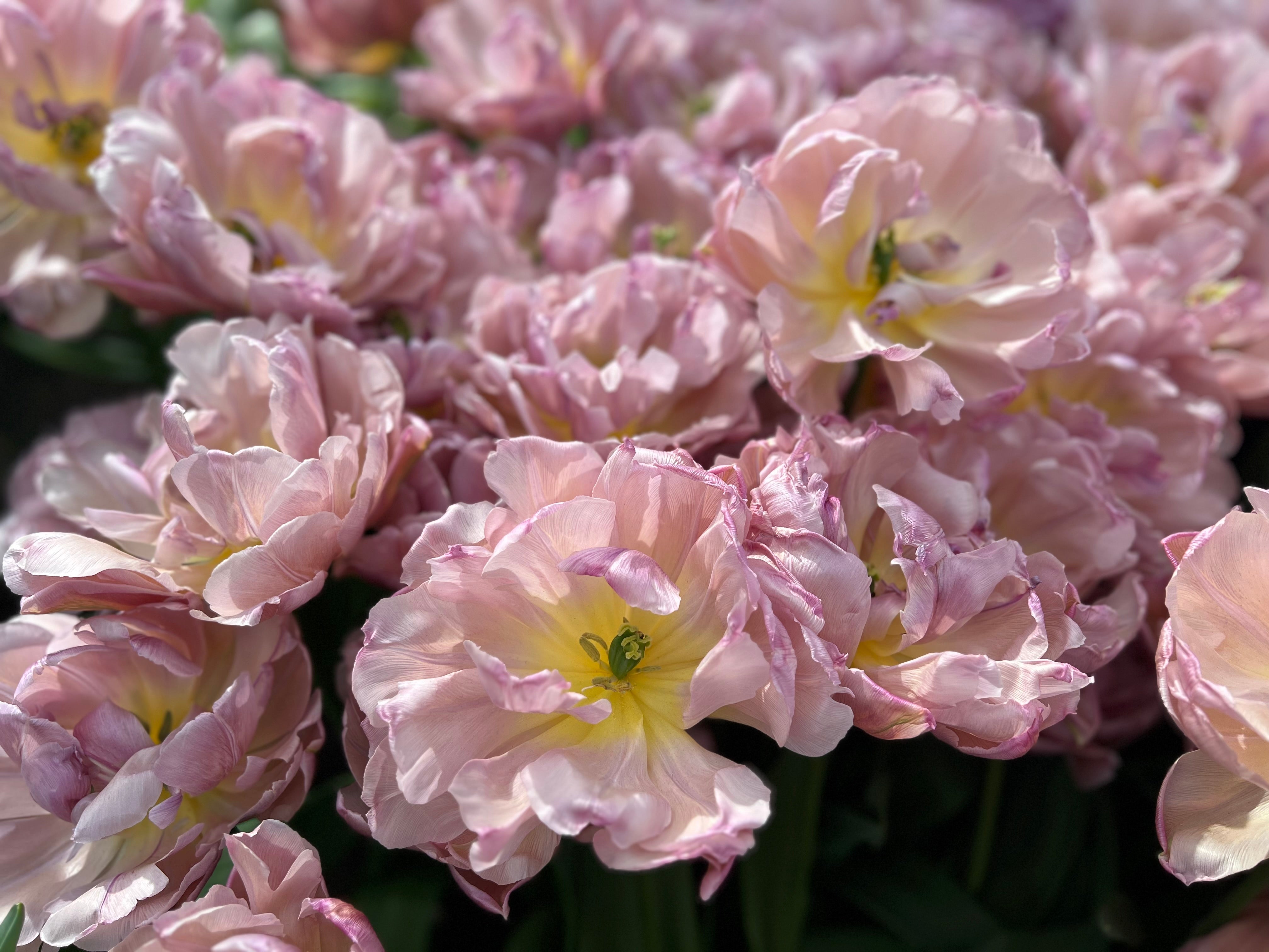 Beachberry Tulip Bulbs - COMING SEPTEMBER 6TH AT 5PM