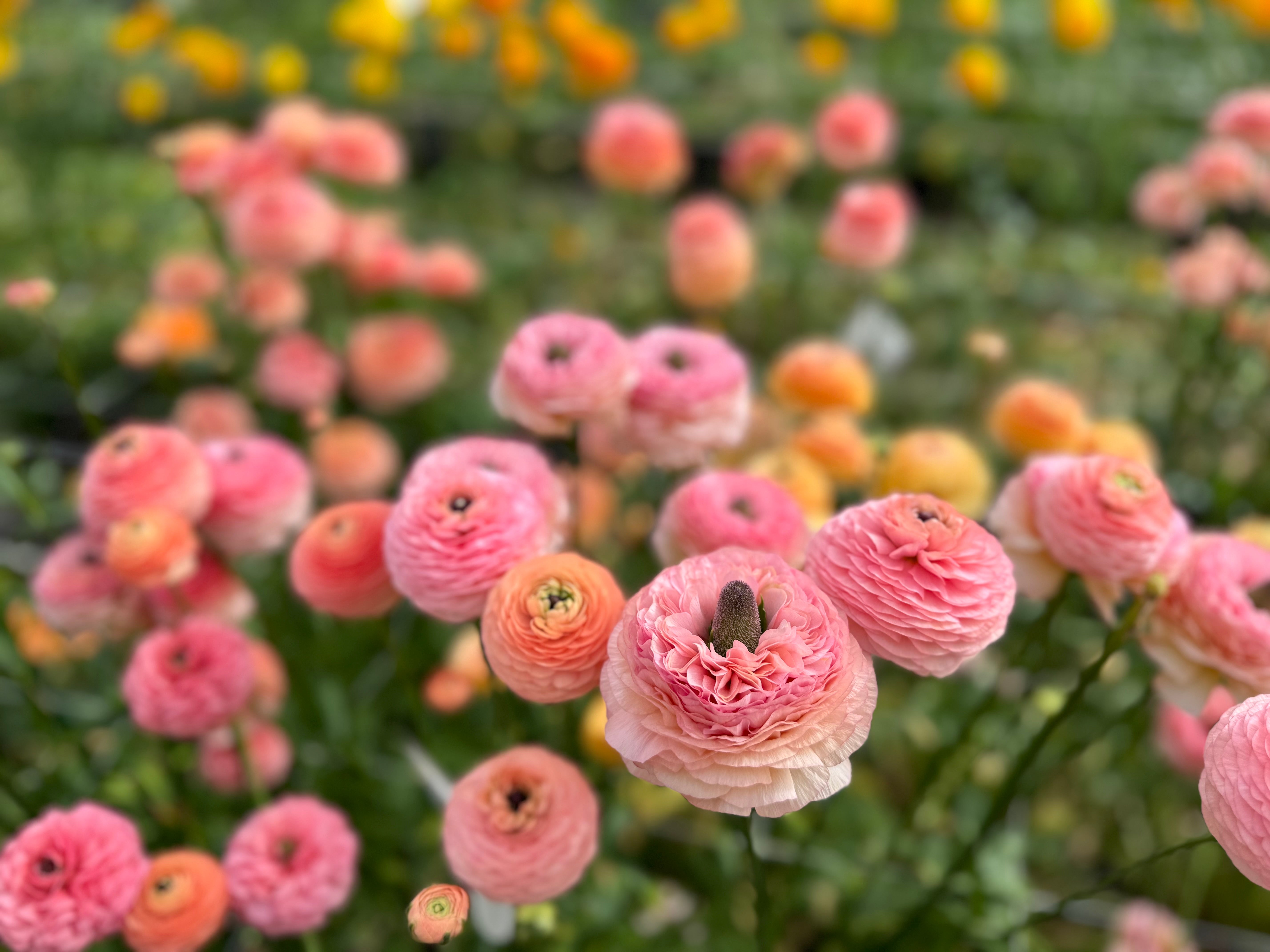 Italian Ranunculus Salmone Corms - COMING SEPTEMBER 7TH AT 5PM