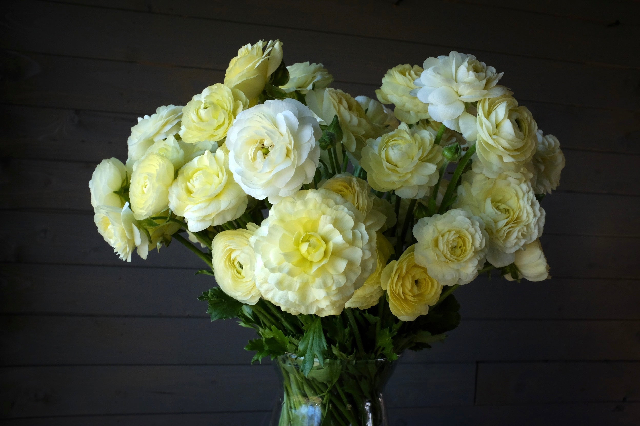 Italian Ranunculus Crema Corms