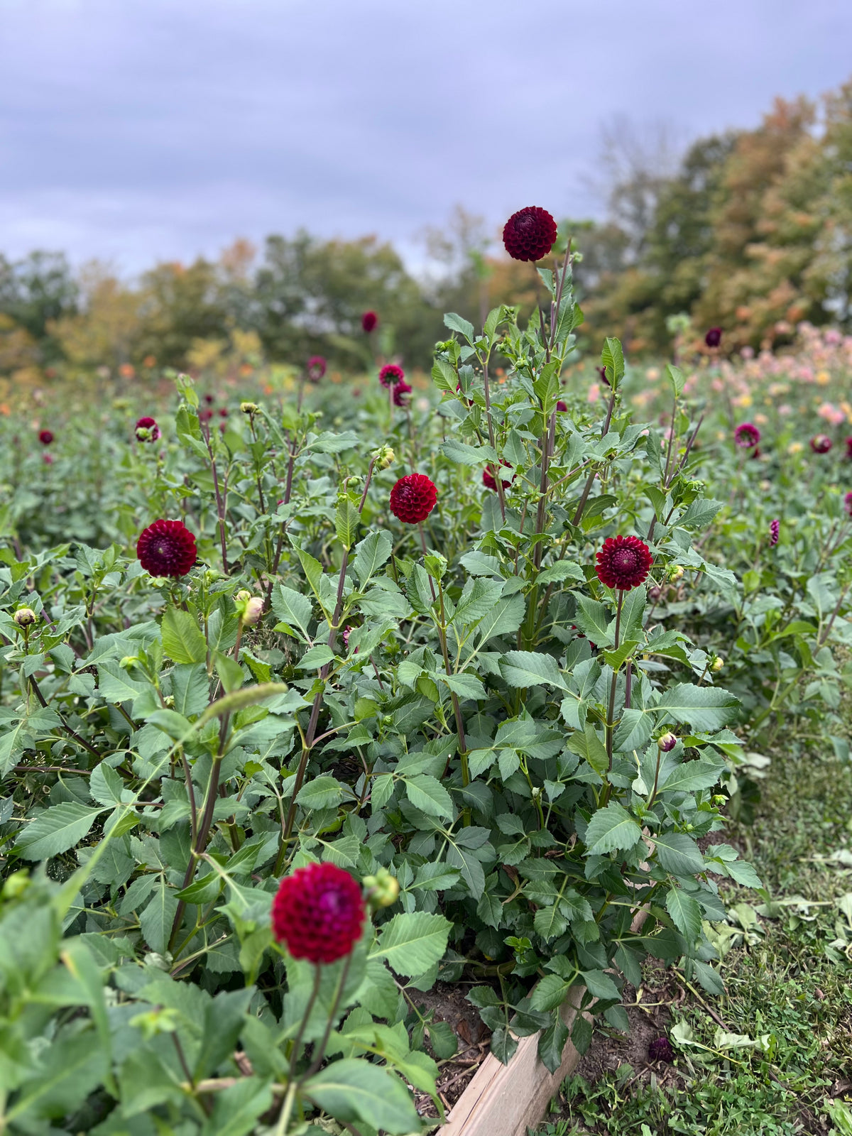 Ivanetti Dahlia Tuber - *Product NOT sold out* SALES START SUNDAY MARCH 1ST AT 4PM