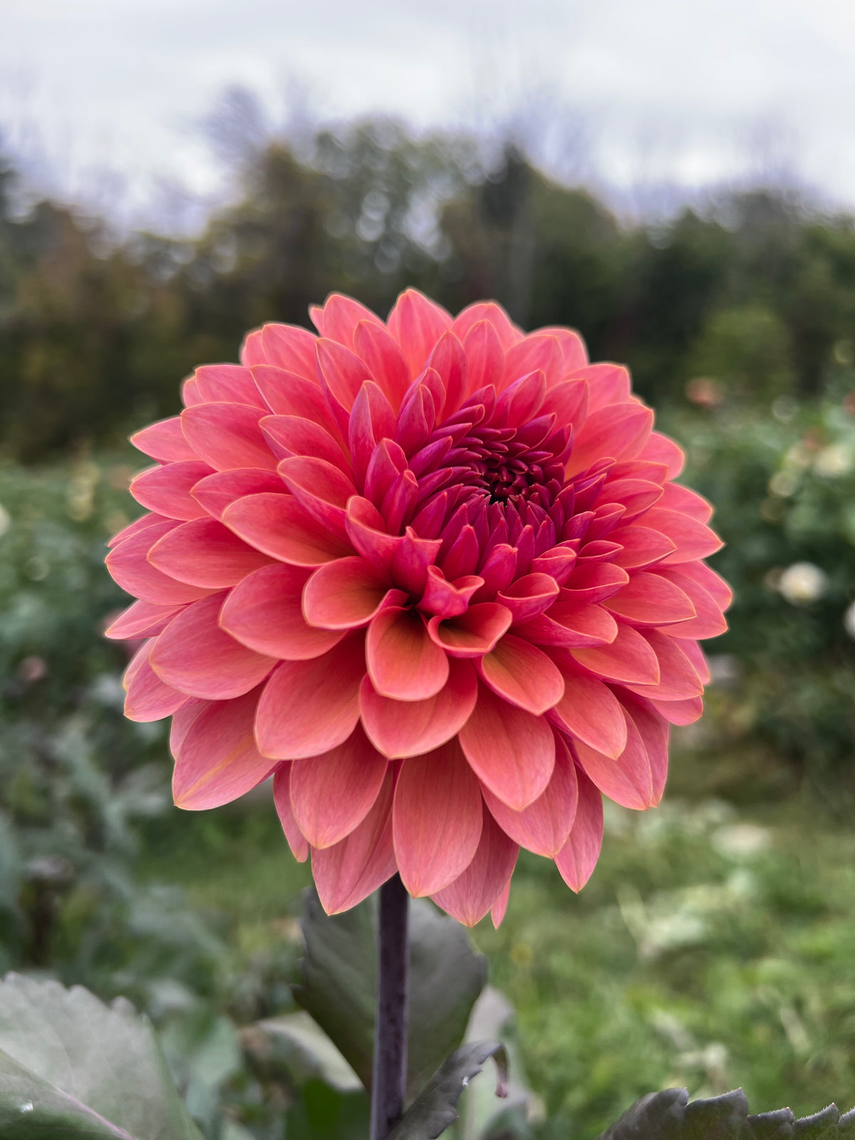 Sweet Sanne Dahlia Tuber - *Product NOT sold out* SALES START SUNDAY MARCH 1ST AT 4PM
