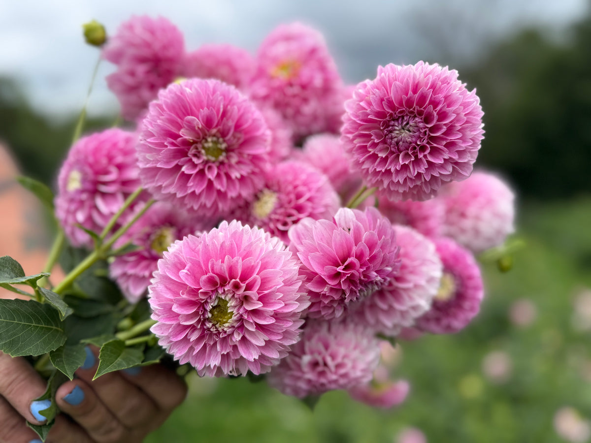 Opal Dahlia Tuber - *Product NOT sold out* SALES START SUNDAY MARCH 1ST AT 4PM