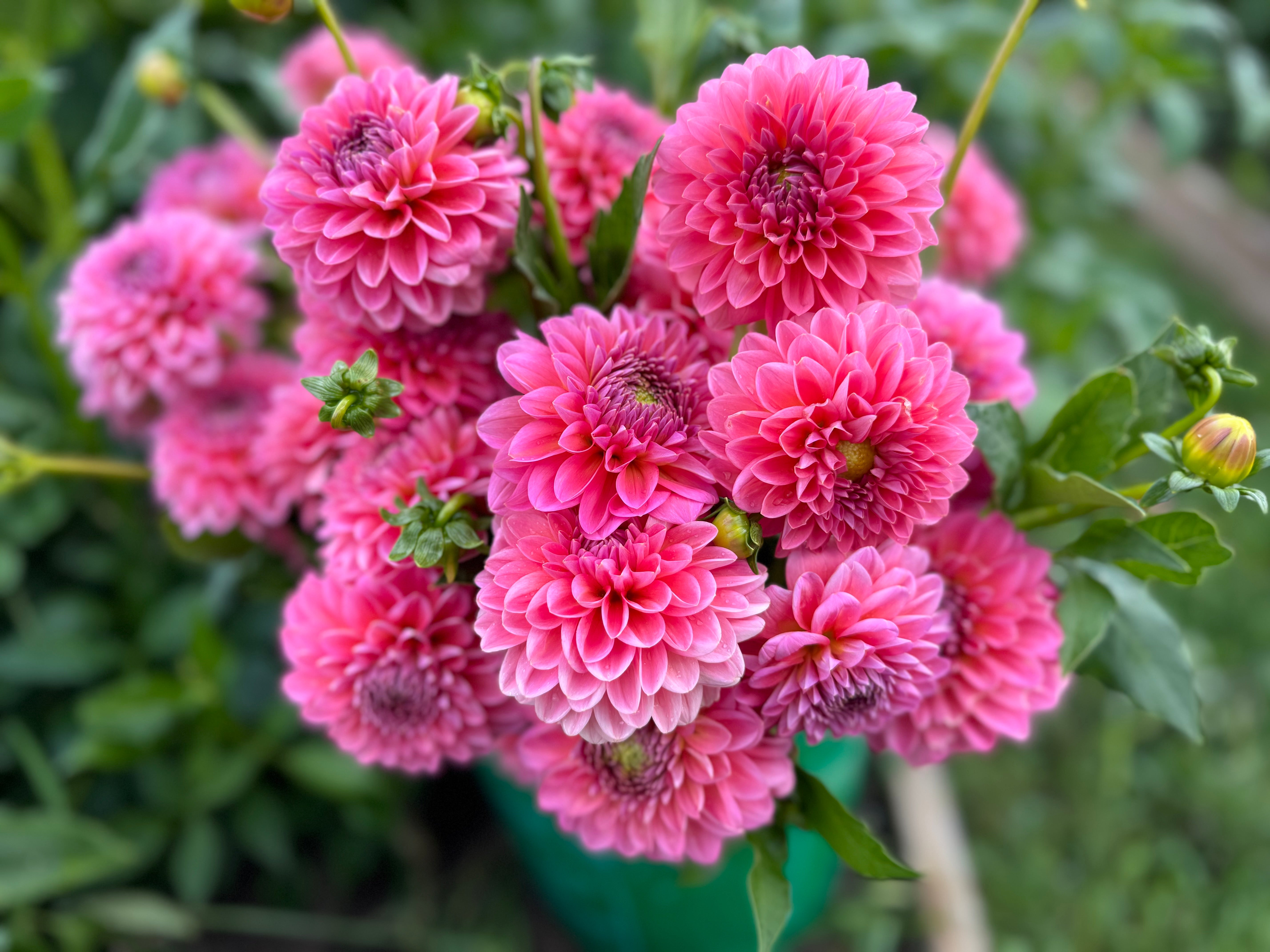 Pink Runner Dahlia Tuber - *Product NOT sold out*  SALES START MARCH 2026: Date TBA