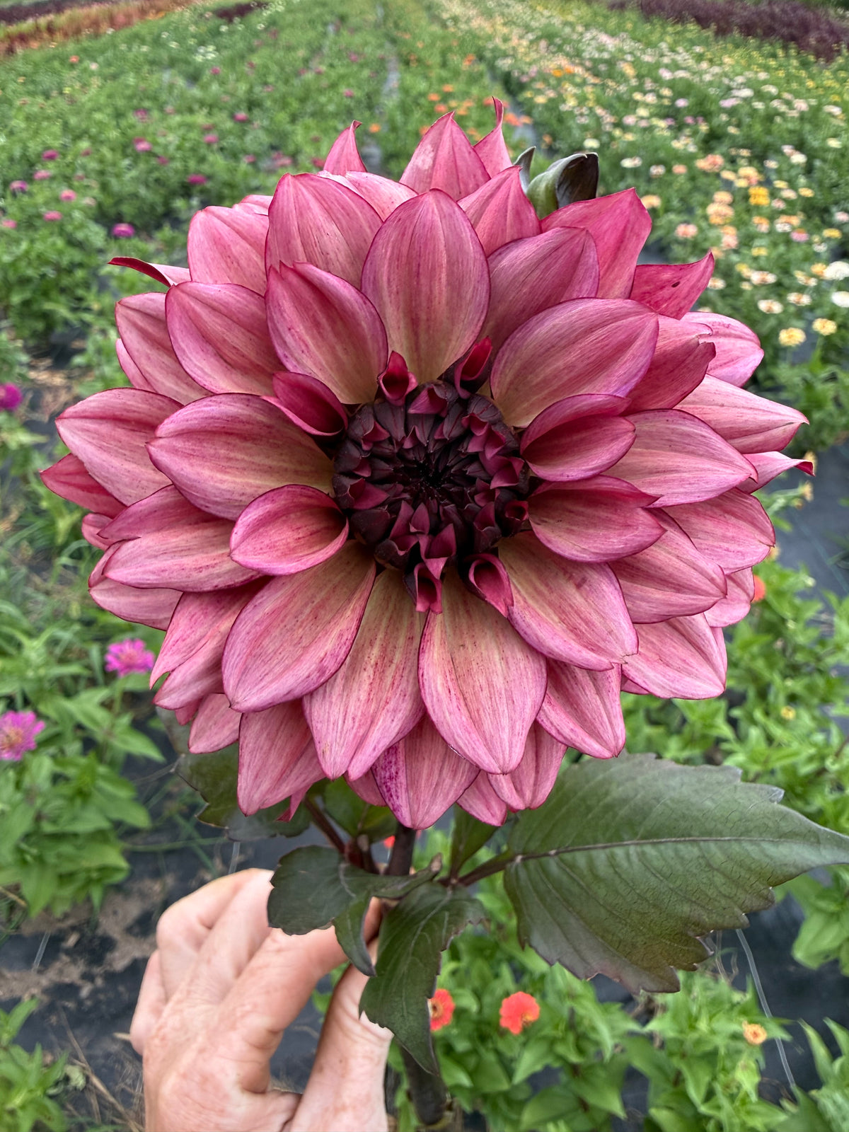 Night Silence Dahlia Tuber - *Product NOT sold out* SALES START SUNDAY MARCH 1ST AT 4PM
