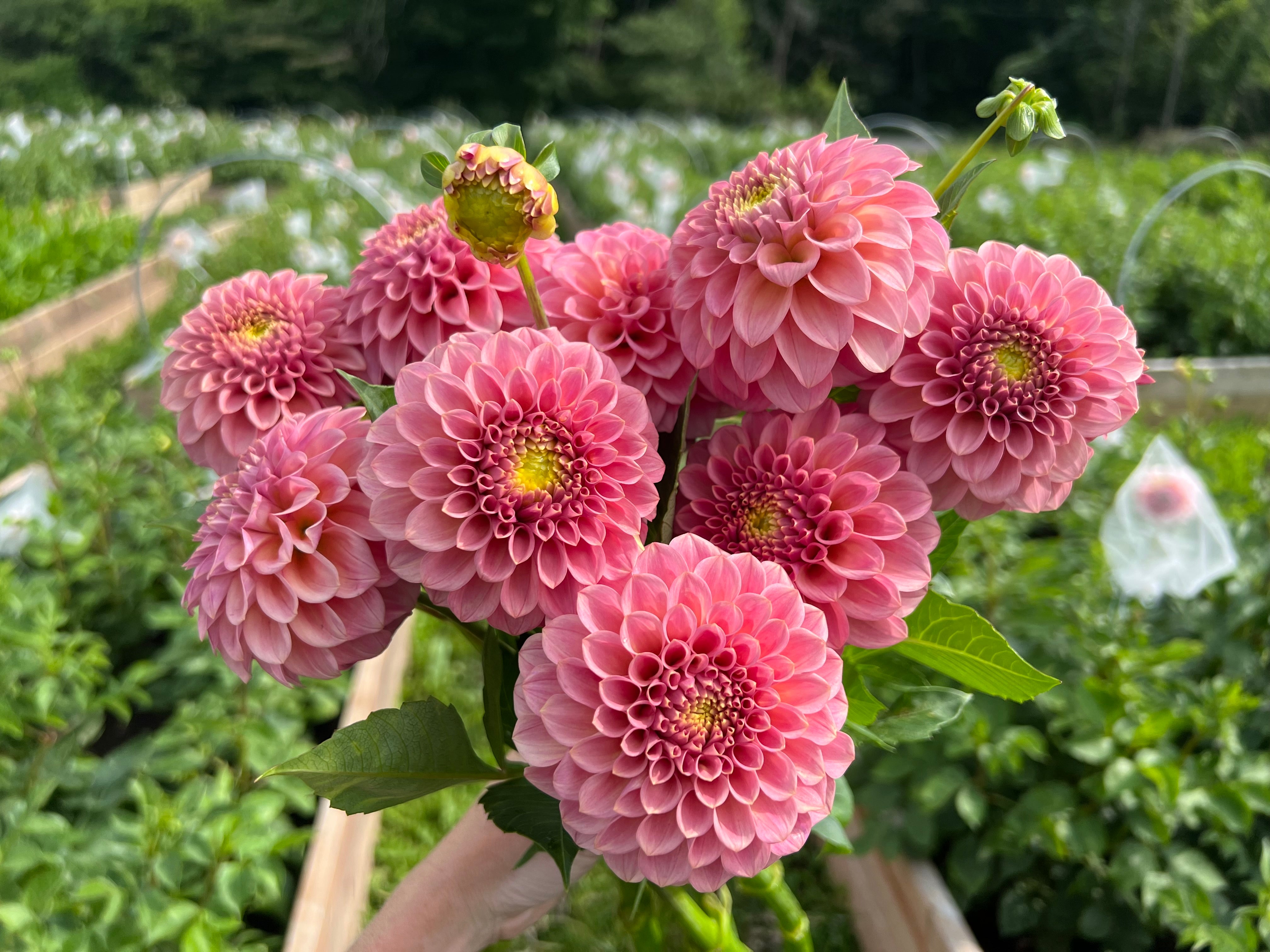 Rock Run Ashley Dahlia Tuber - - *Product NOT sold out* COMING MARCH 3RD 2024!