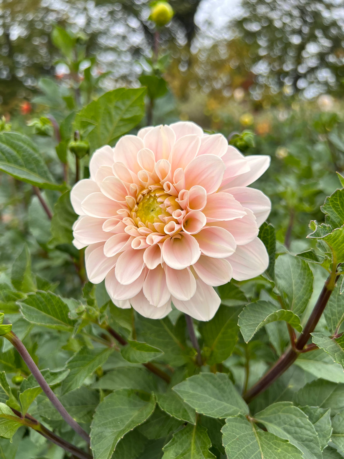 Sweet Nathalie Dahlia Tuber - *Product NOT sold out* SALES START SUNDAY MARCH 1ST AT 4PM